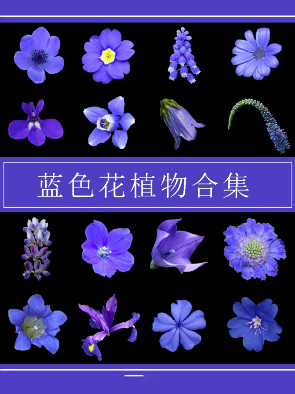 蓝色花植物合集 相比其他颜色的花,蓝花植物在自然界很少,是因为它