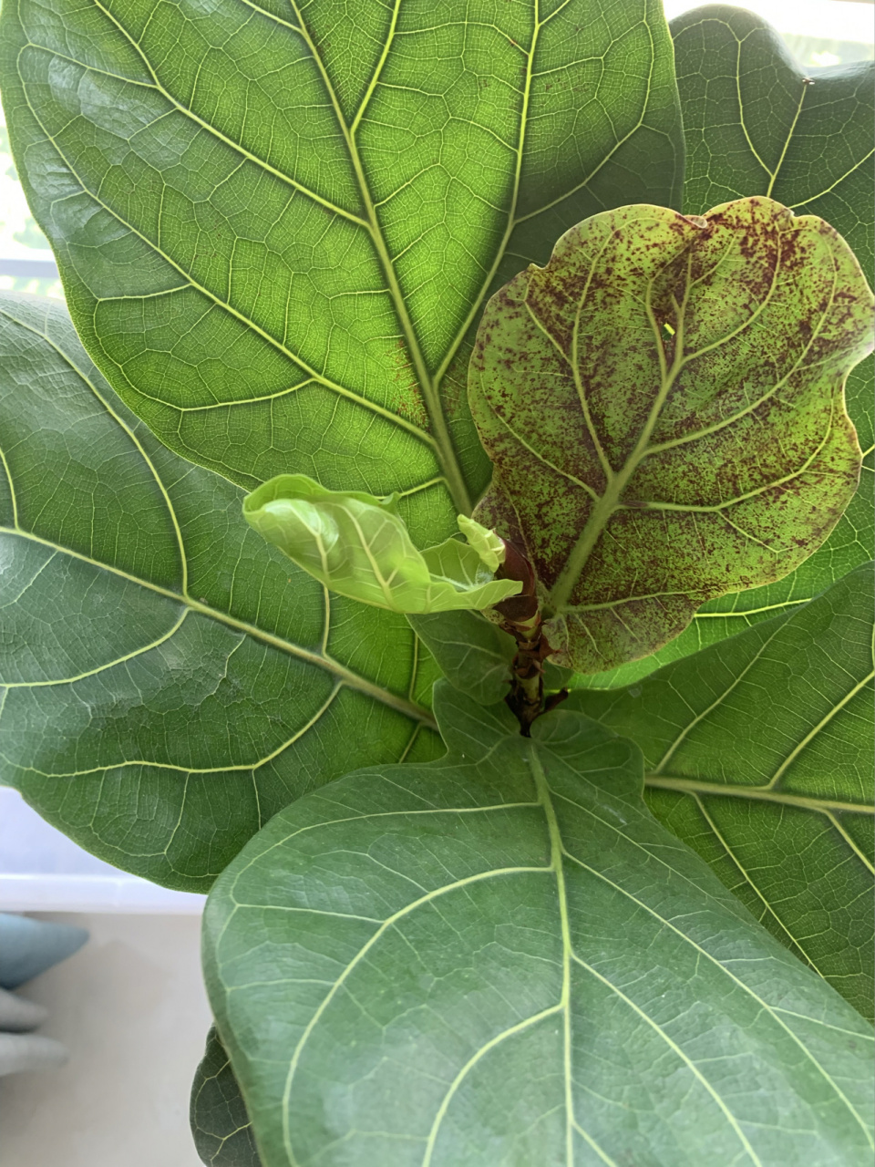 琴叶榕锈斑病治疗 盛夏琴叶榕疯长,一两周长两片大叶子,不过最近几片