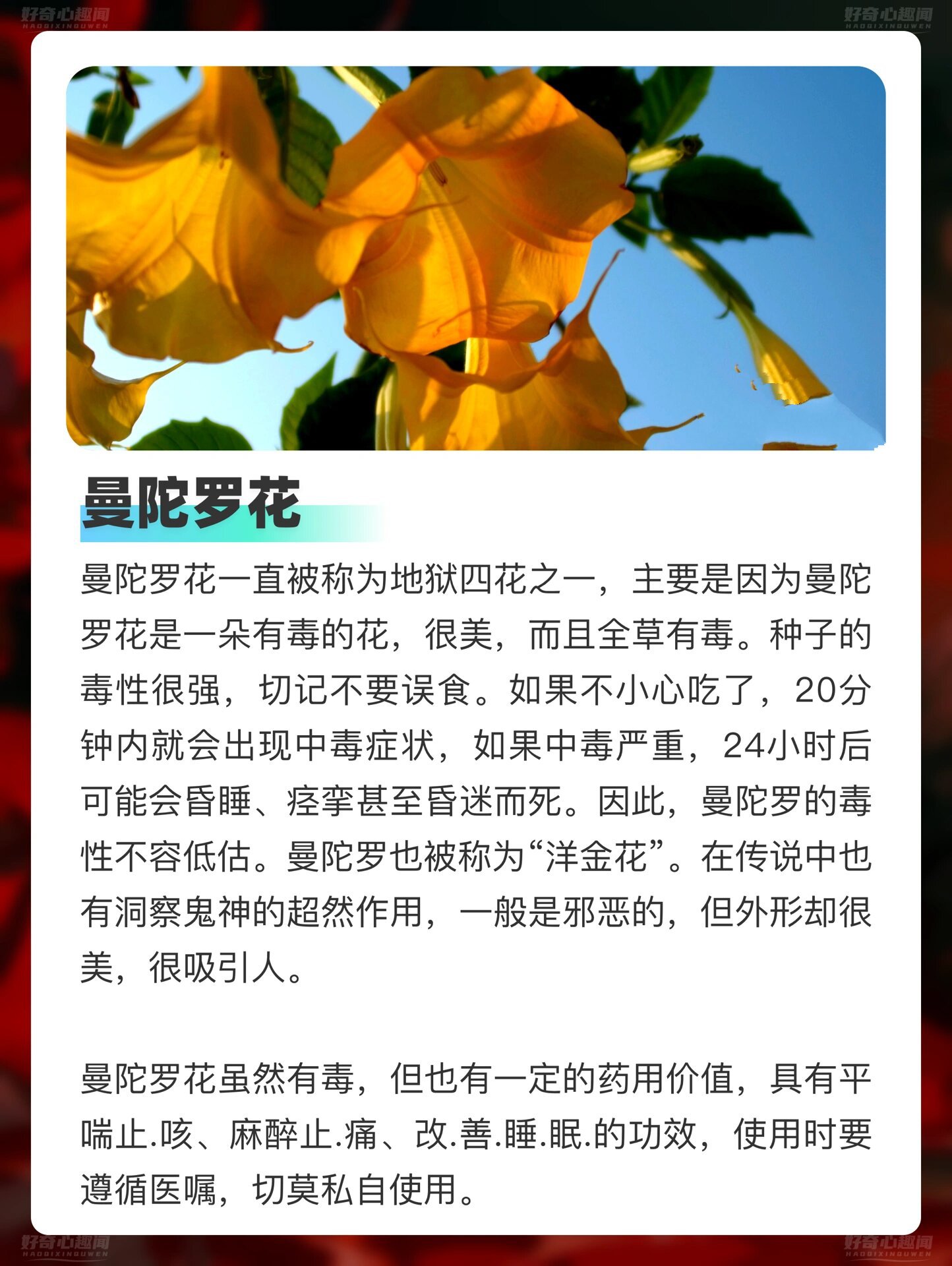 民间传说鬼花:四大冥花.@蓝天白云下的熊孩子的动态