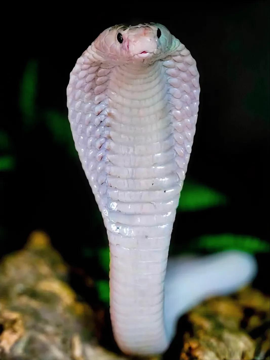 《幽影白蛇:神秘气场下的致命魅力》 暗夜之中,这白眸灵蛇昂首而立