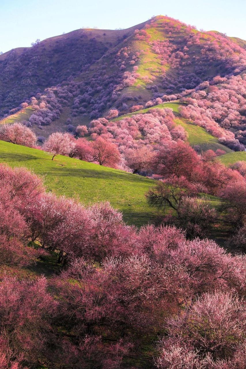 吐尔根杏花沟攻略推荐  新疆杏花沟位于新疆伊犁新源县吐尔根乡,新疆