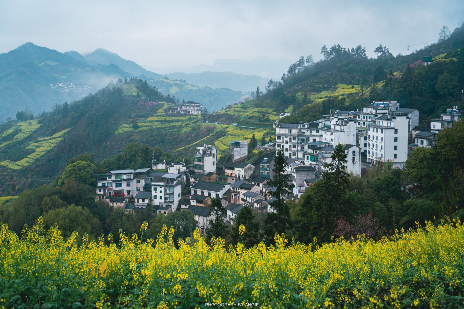 安徽歙县|石潭村油菜花 7815云深不知菜花黄,山坳霞坑有桃源～每