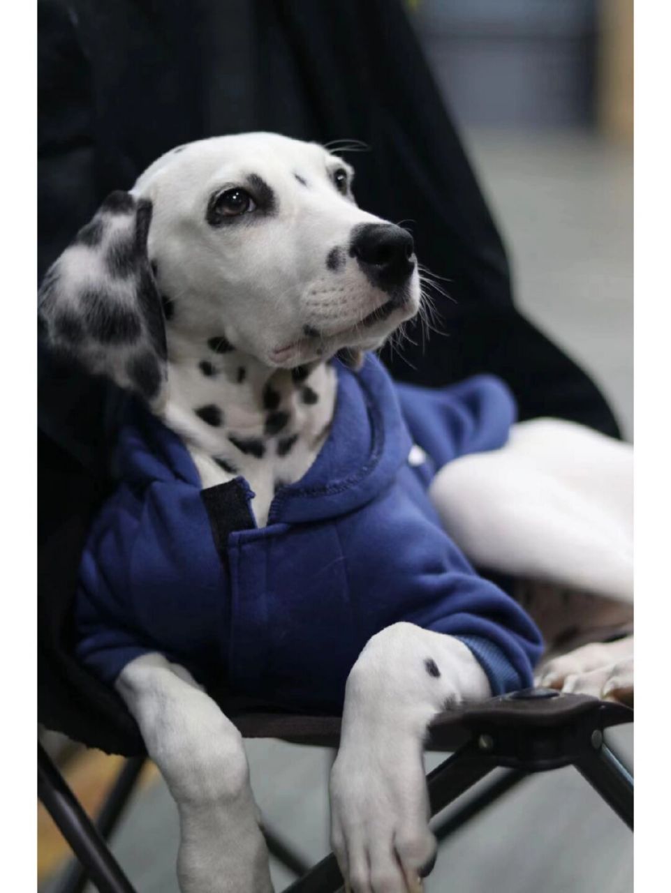 帅气的小斑点狗 ##斑点狗 #大麦町犬# #我家宠物好可爱# #斑点狗