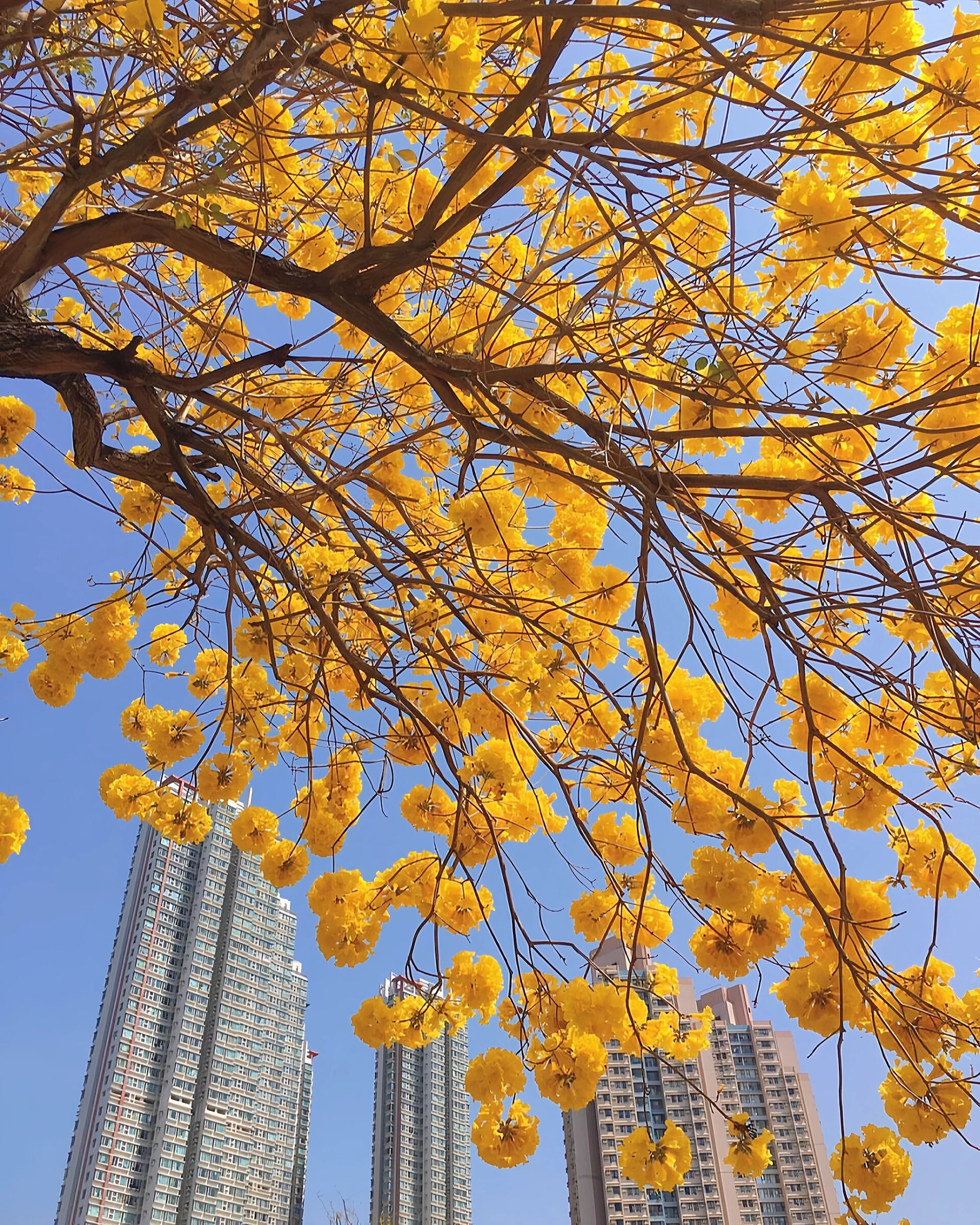9396香港黄花风铃木!98好浪漫的花海春景