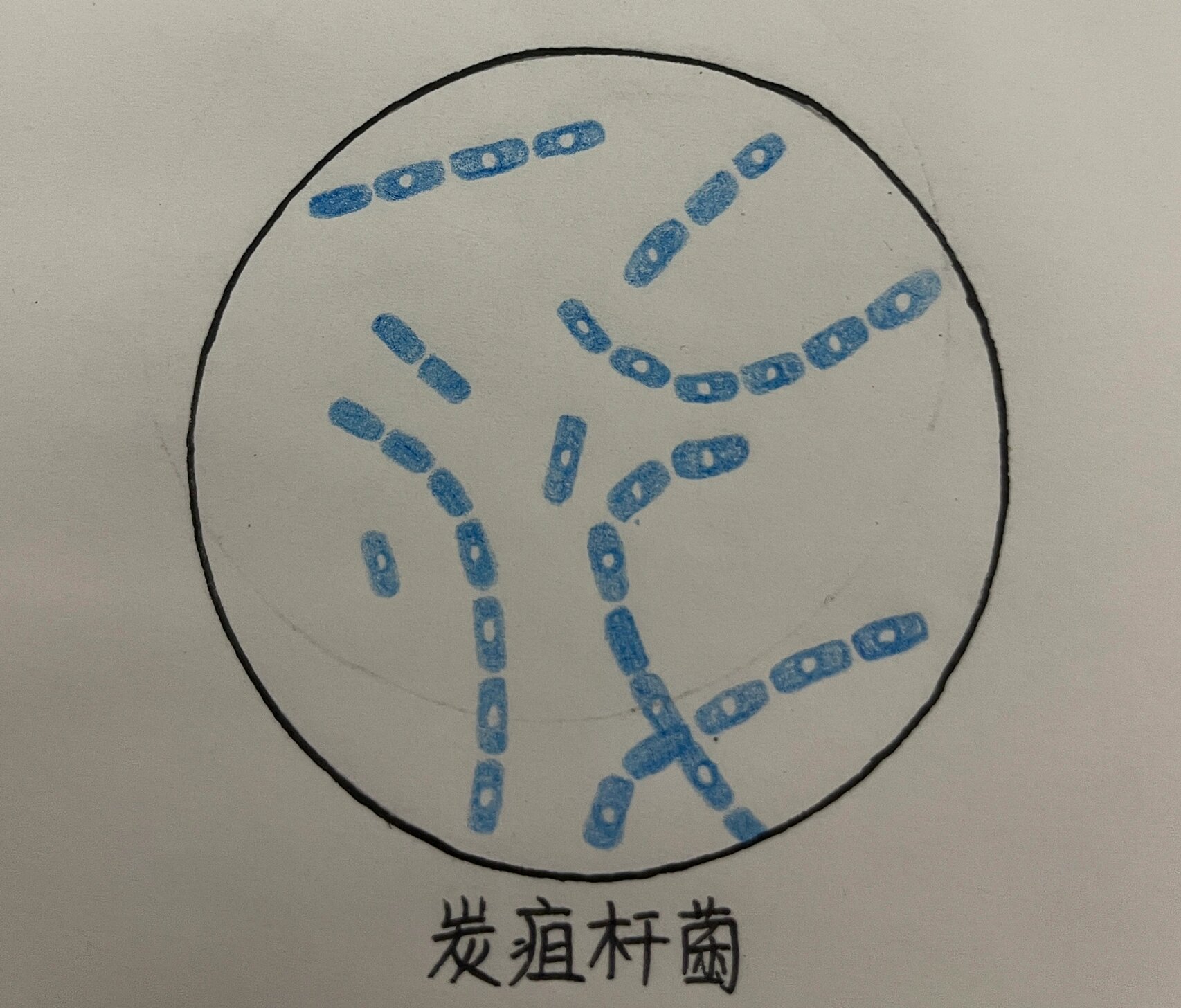 炭疽杆菌图片 手绘图图片