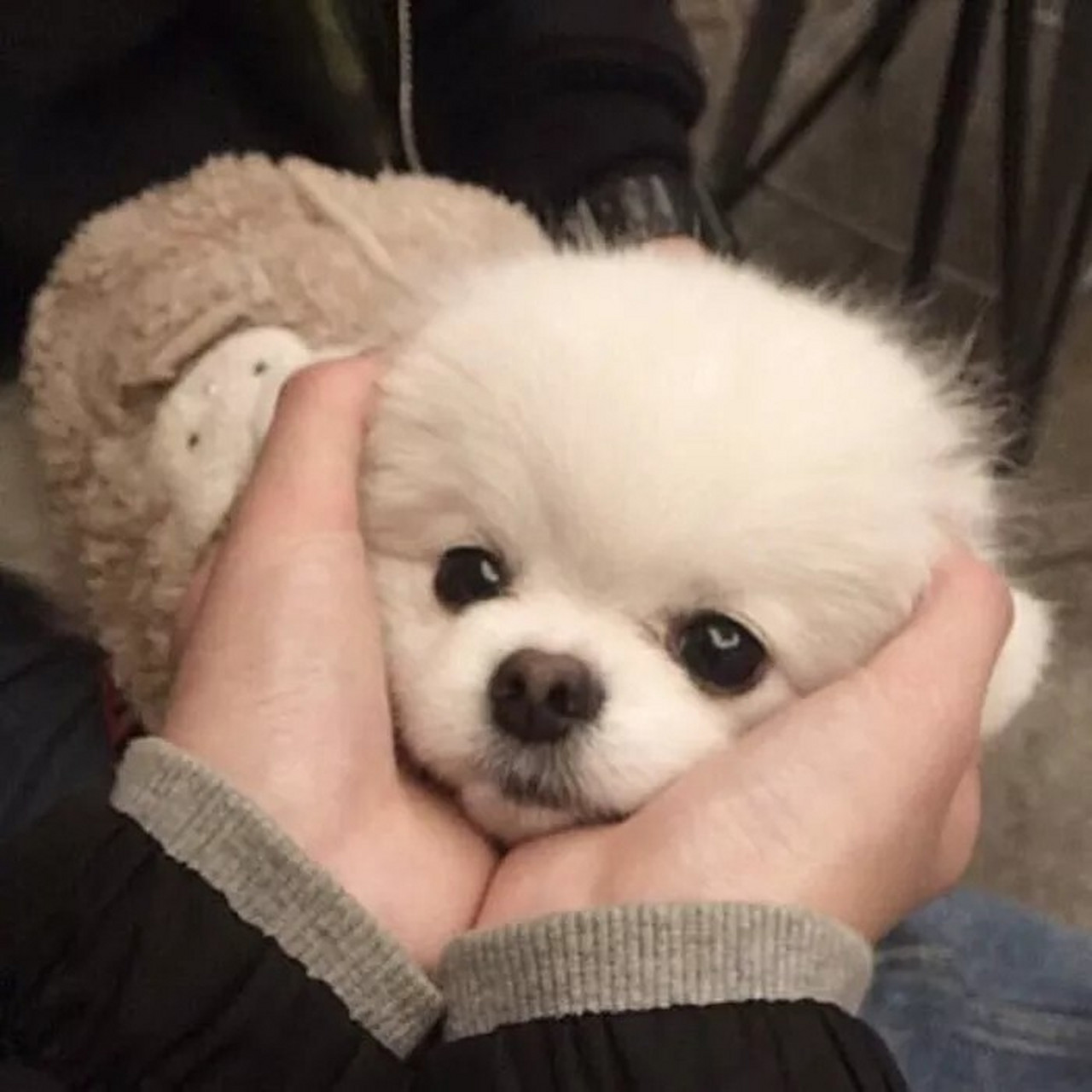 小狗狗头像98/可爱宠物/治愈甜宝99 宠物真的是治愈心情的良药