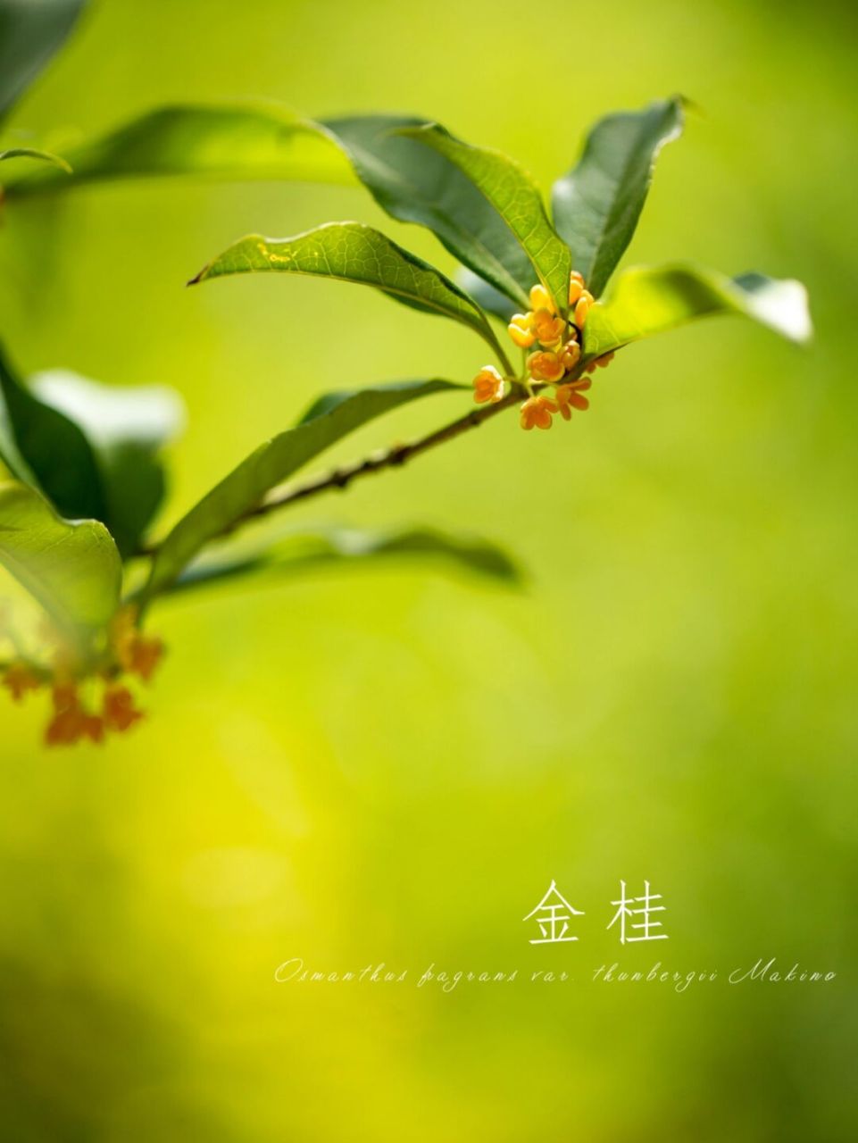 金桂|桂花|九月 疑是广寒宫里种, 一秋三度送天香.