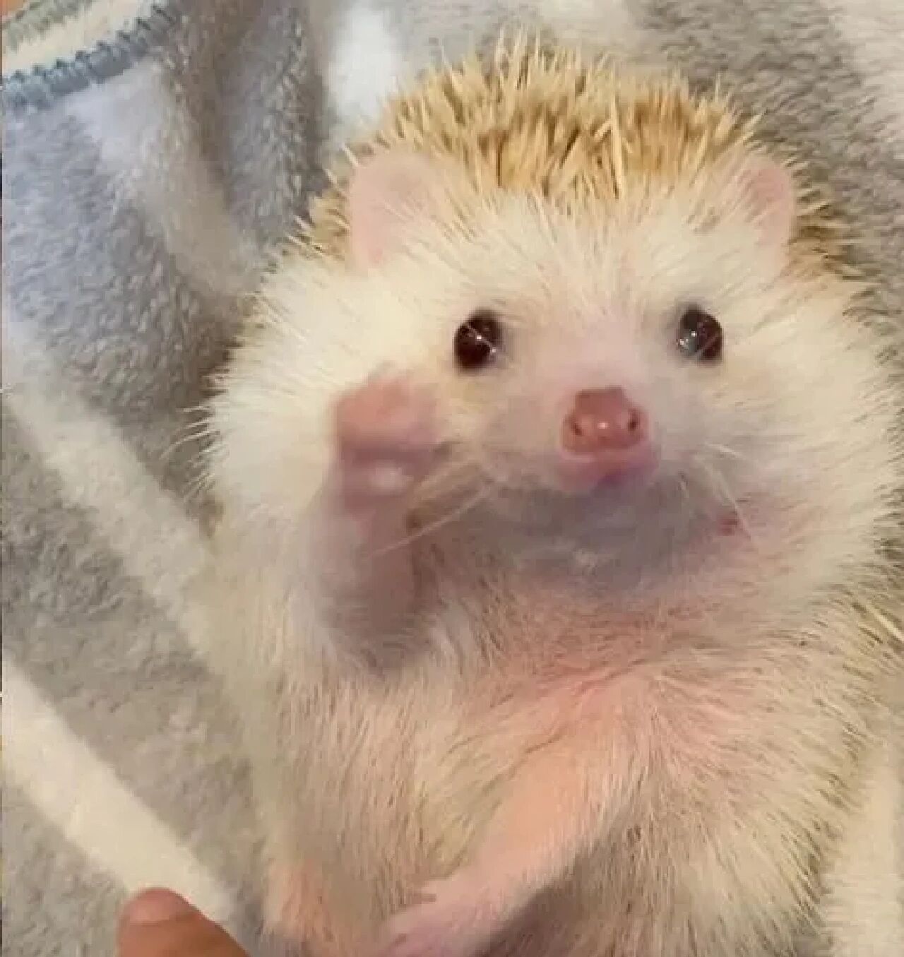 养非洲迷你刺猬指南 一,养一只非洲迷你刺猬幼崽前要做好的准备,在