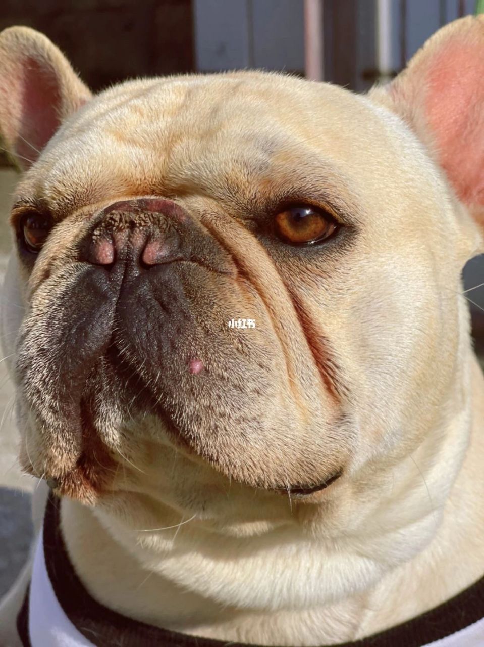关于法斗鼻子干裂 鼻子干裂是饲养法斗的狗主经常遇到的问题!