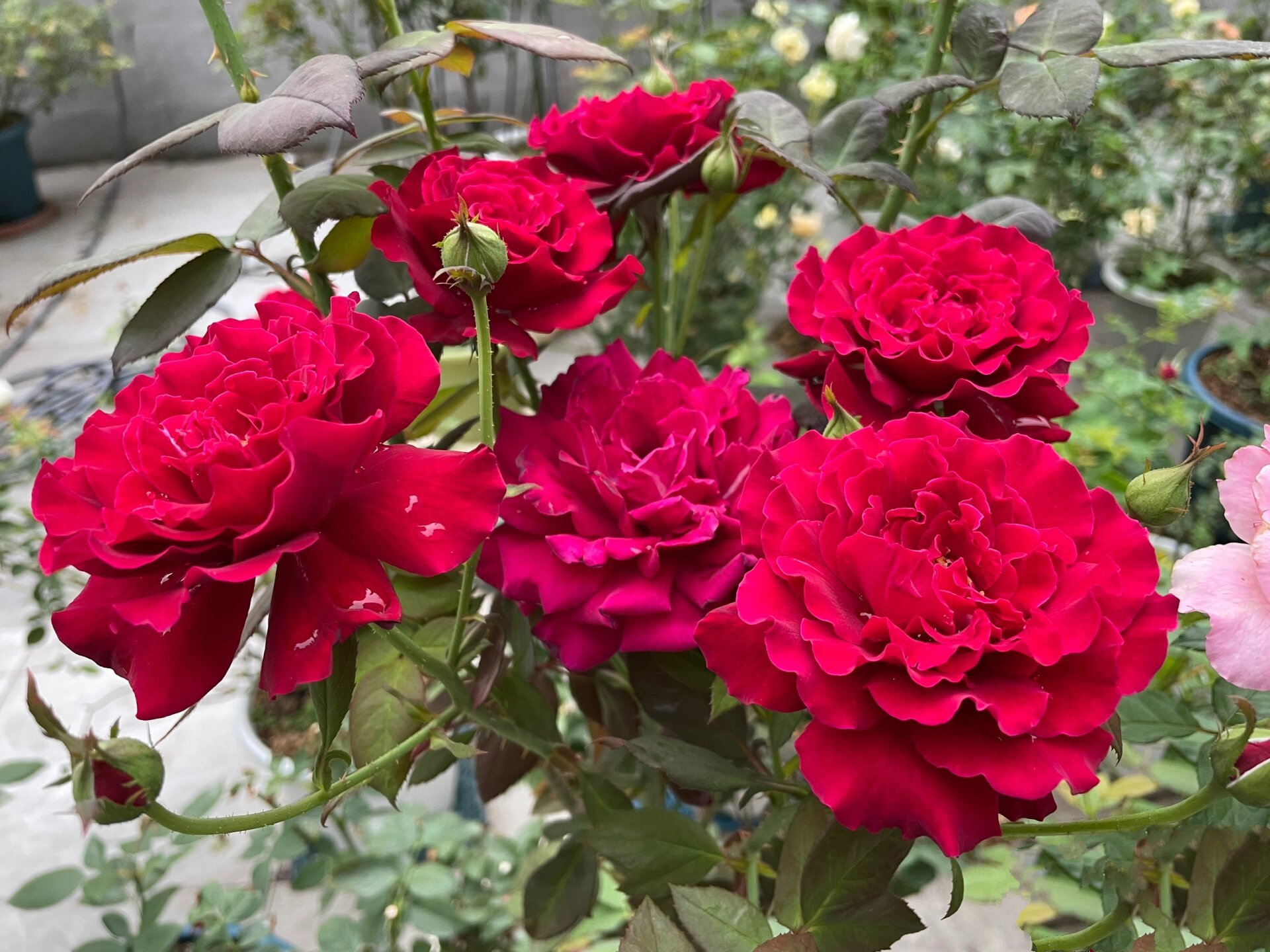 红红火火 浓香飘逸型 红丘月季 这个是红丘/ 天家胭脂 月季,河本培育