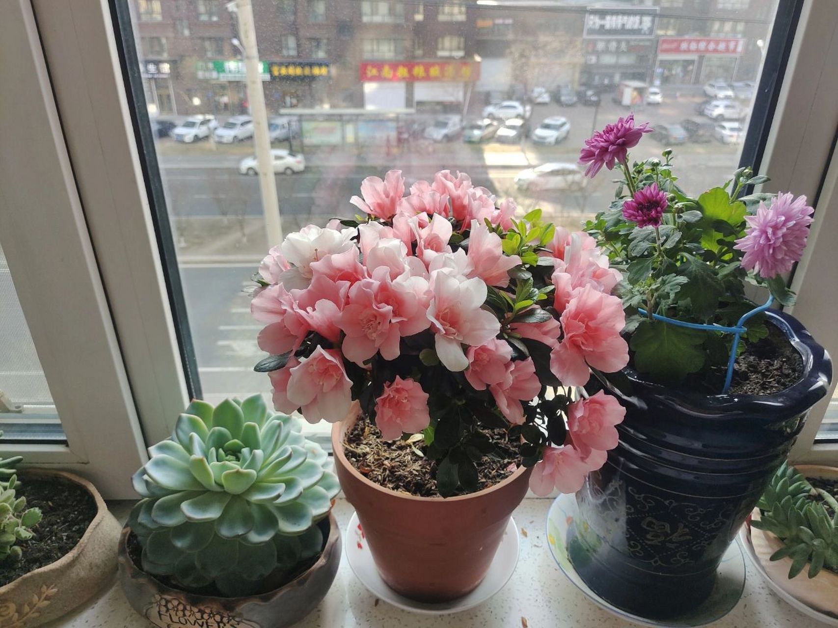 教你如何自制植物杀虫剂无毒无害(上) 烟草液 烟草含有烟碱,对蚜虫,红