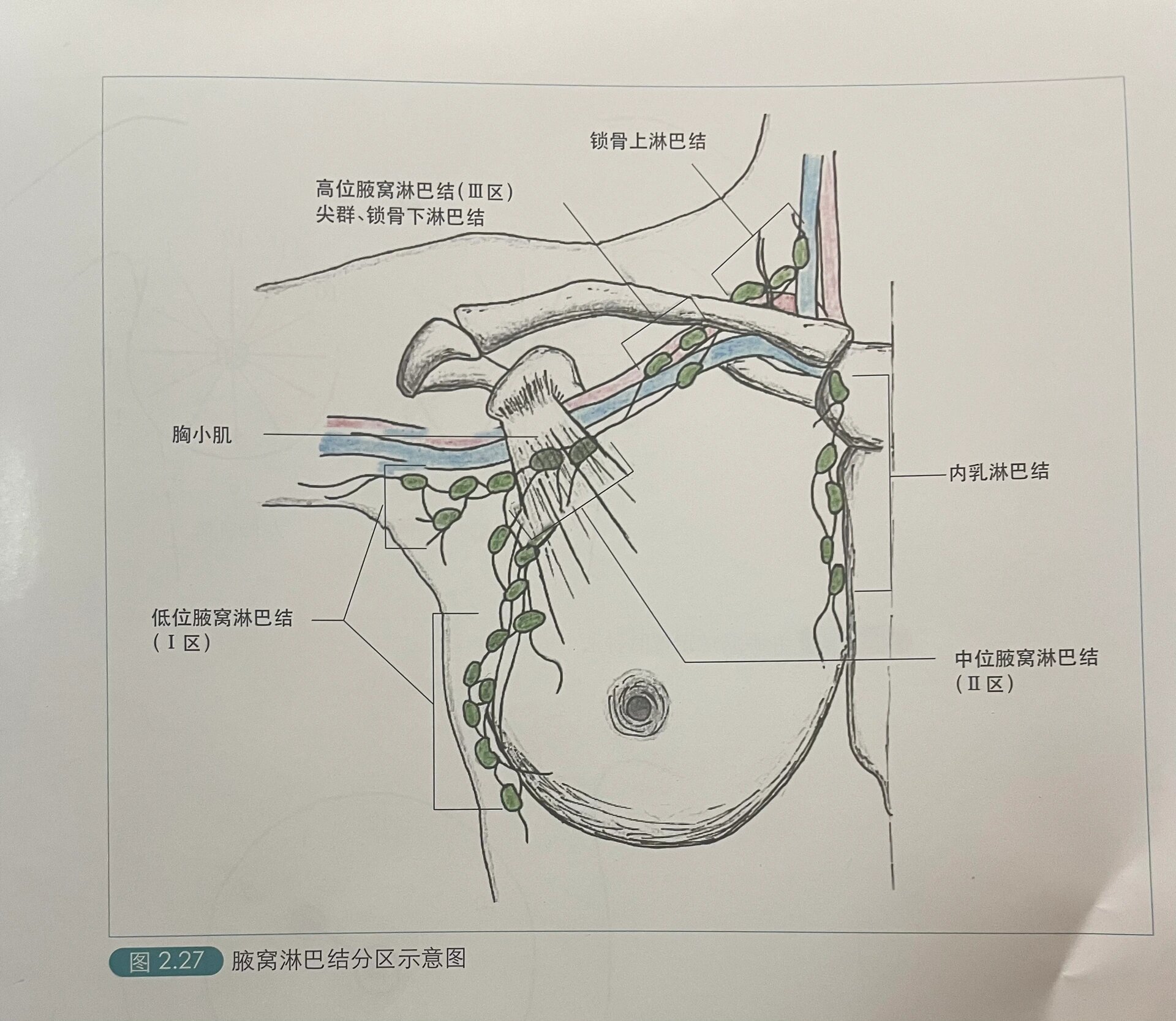 每日学习——淋巴结
