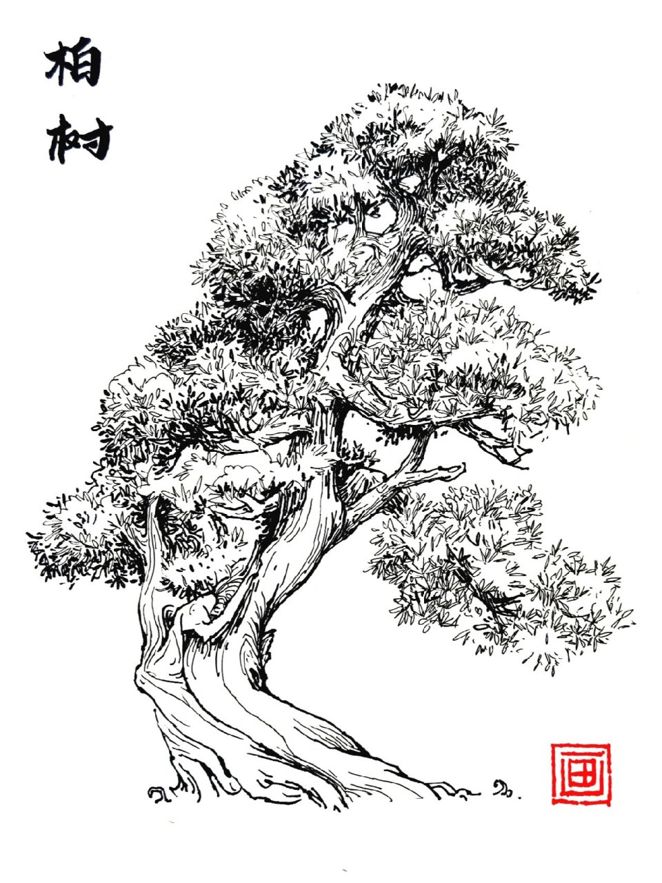 柏树 花卉植物系列