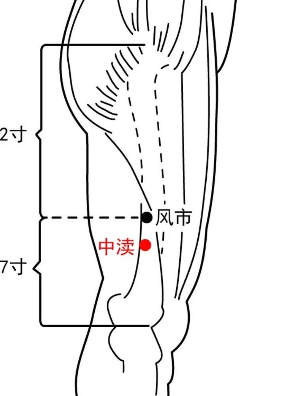 大腿外侧经络图片