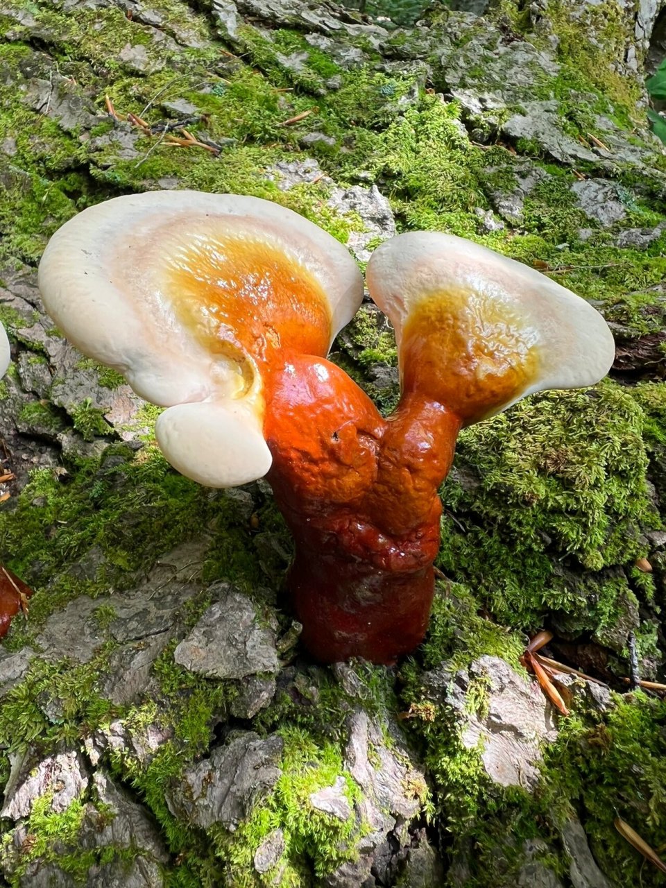 六天不见,灵芝长大一倍 野生灵芝的根部,明显有了油亮的红漆色彩,个别