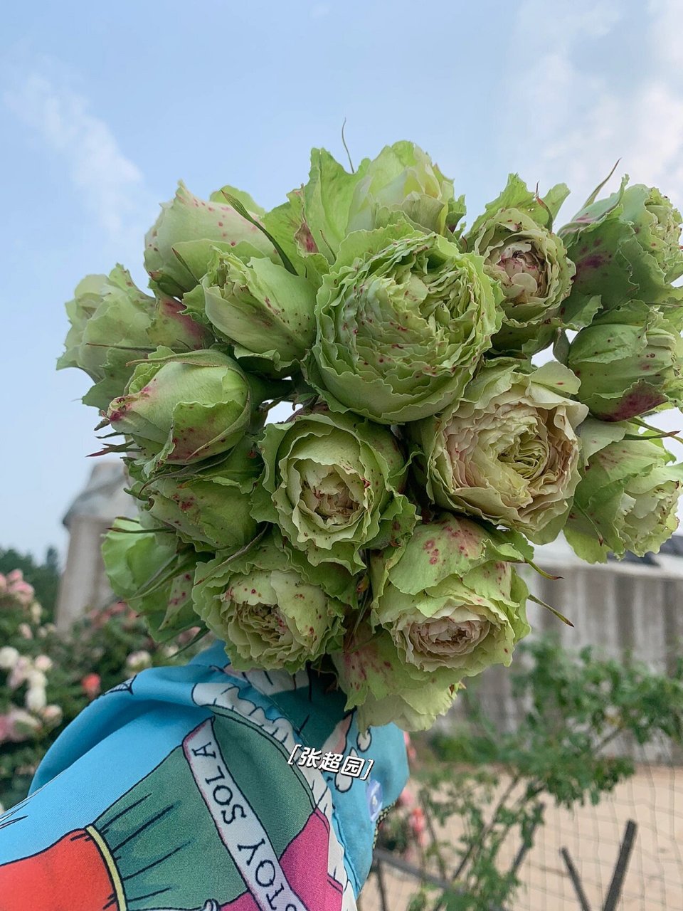 绿星月季 绿星花蕾为豆绿色,花朵初放时为浅黄豆绿色,进而转为浅白豆
