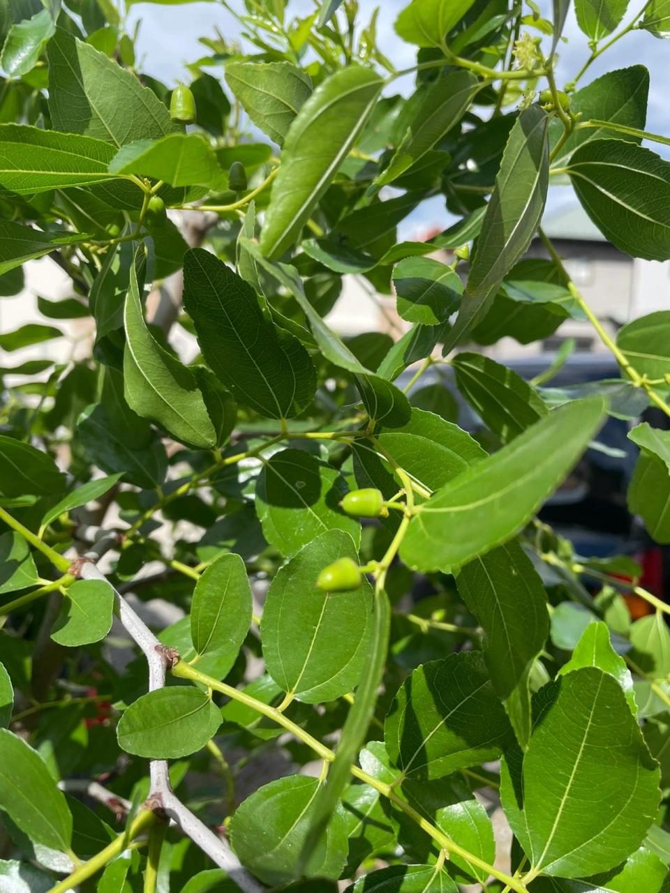 枣树几月份开花图片