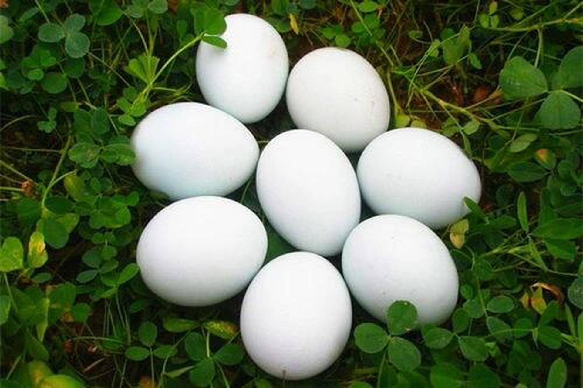 【知识小科普】鸭蛋的功效与作用 鸭蛋(ducks egg),别名鸭子,鸭卵