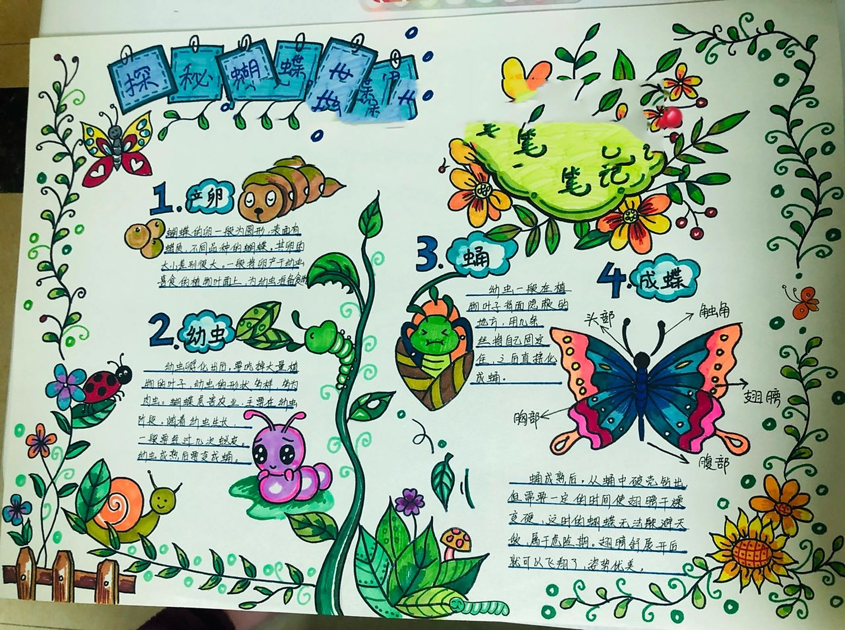 手绘观察日记毛毛虫的蜕变 图文并茂,在绘画前还攻略学习了一下,毛