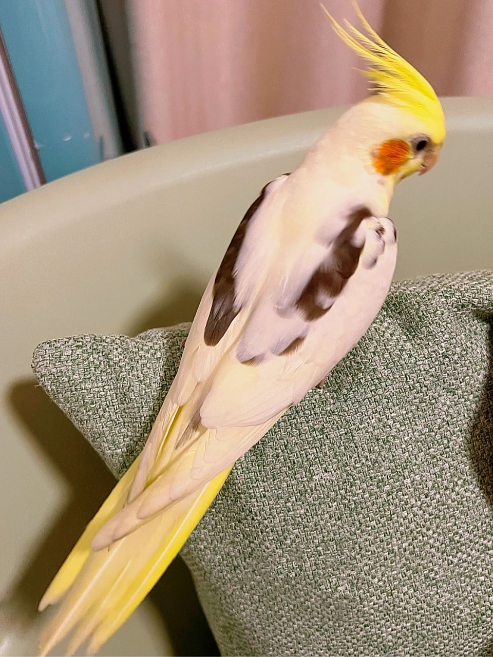 玄凤红脸百趴 科普  玄凤鹦鹉,红脸百趴.