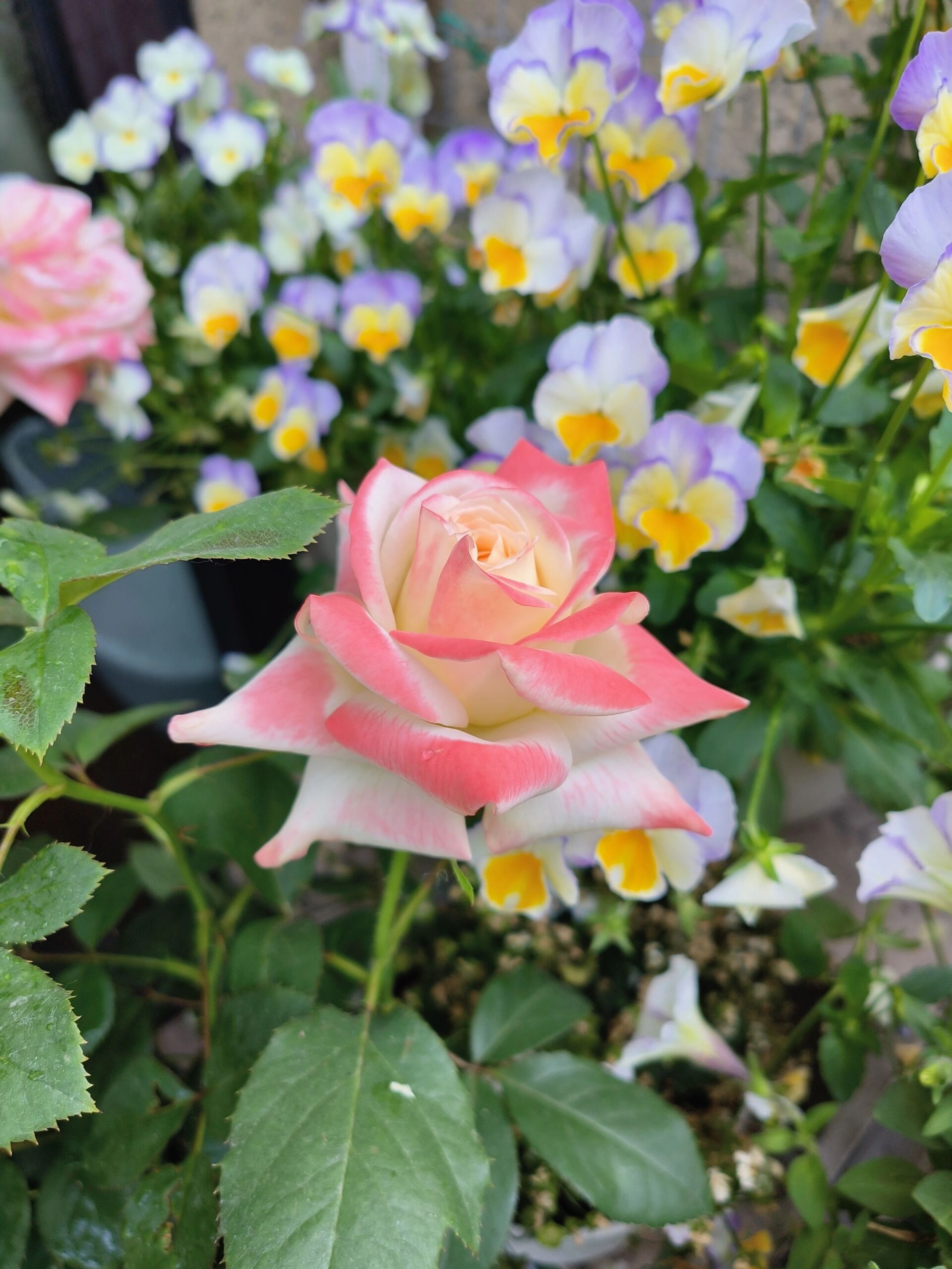 月季法拉皇后 | 这花怎么还有两幅面孔呢 去年秋天入的1.