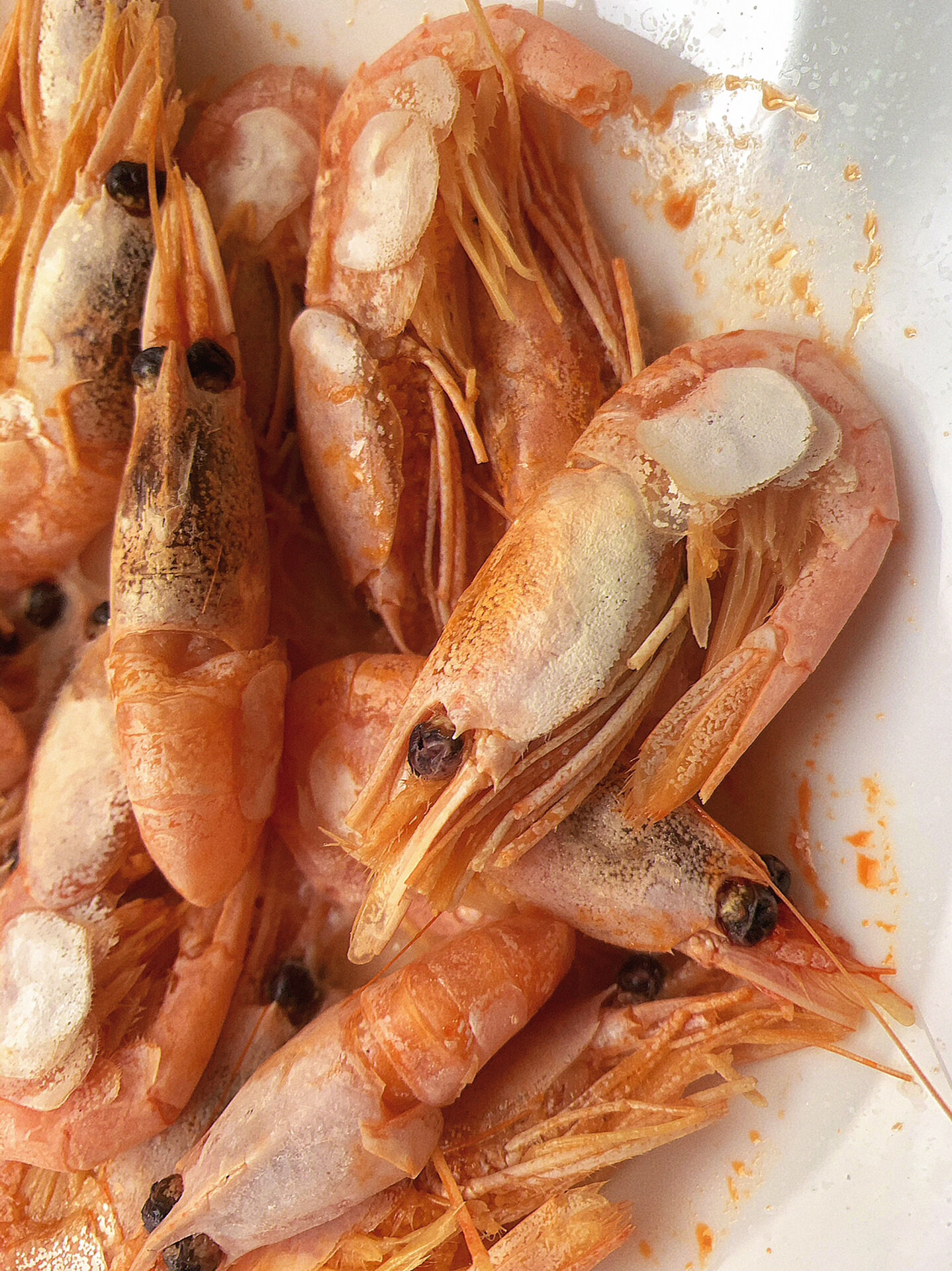 元宝虾 从小就叫这种虾元宝虾,也不知道对错.