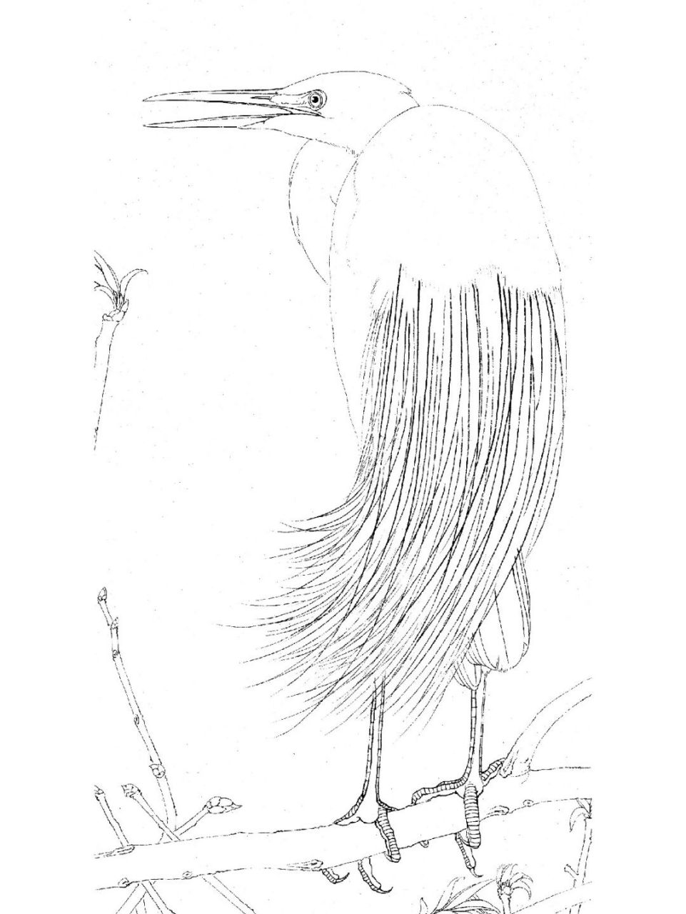 工笔画步骤分享(鸟类设色步骤——鹭鸶) 1,白鹭体长约90cm,夏羽的成鸟