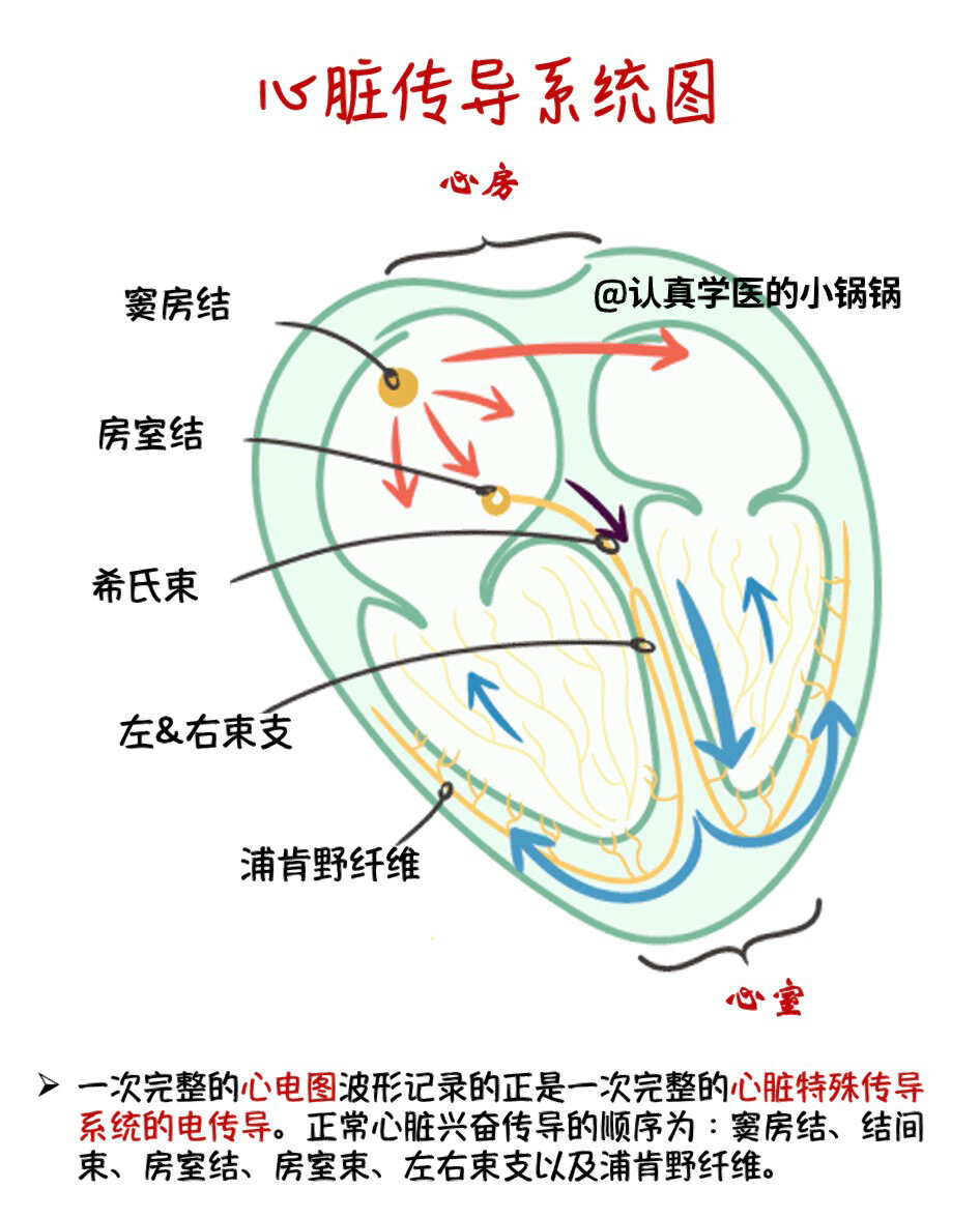 浦肯野纤维图片心脏图片