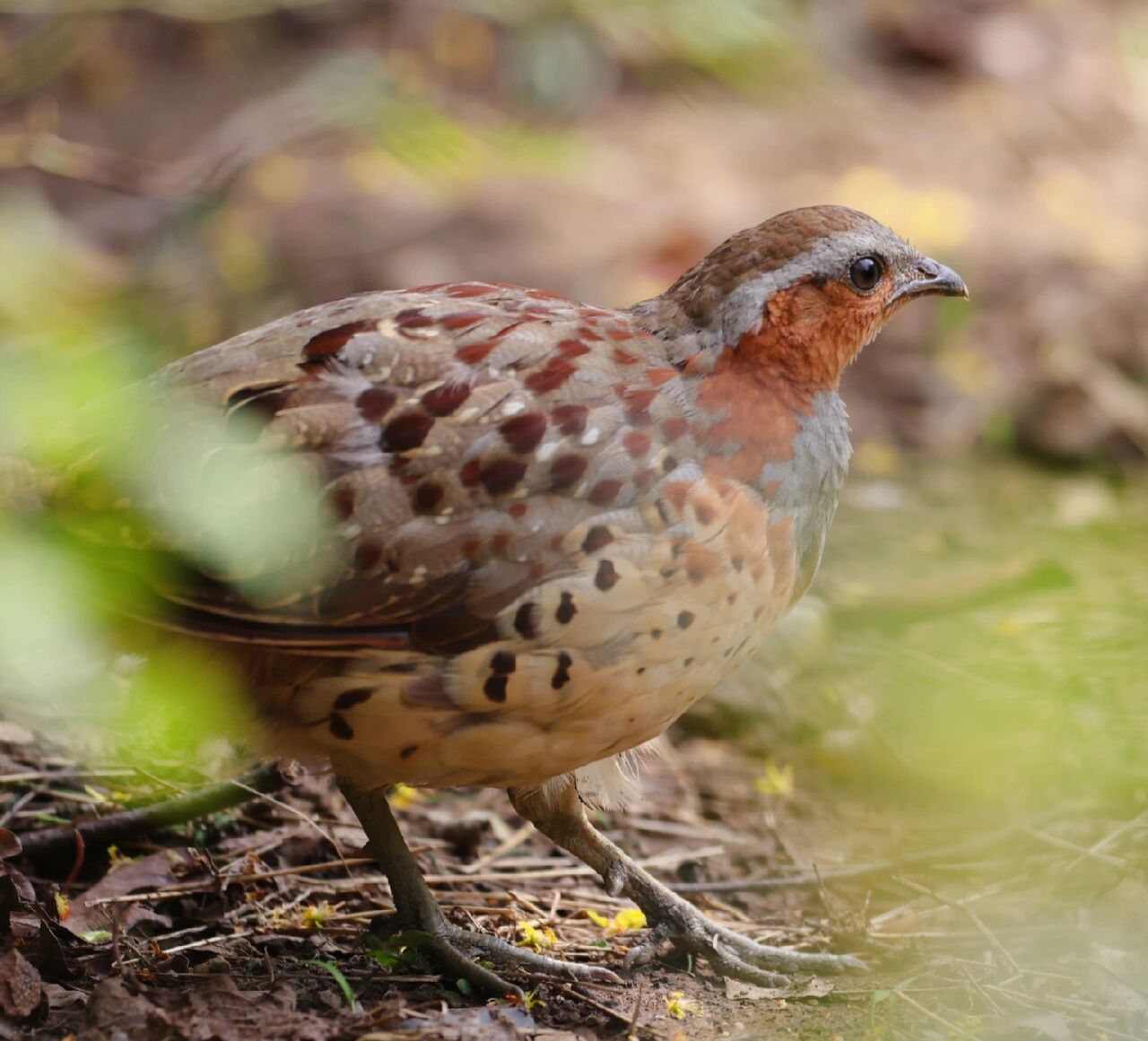 今日野拍～灰胸竹鸡    今日午间走拍,灰胸竹鸡.