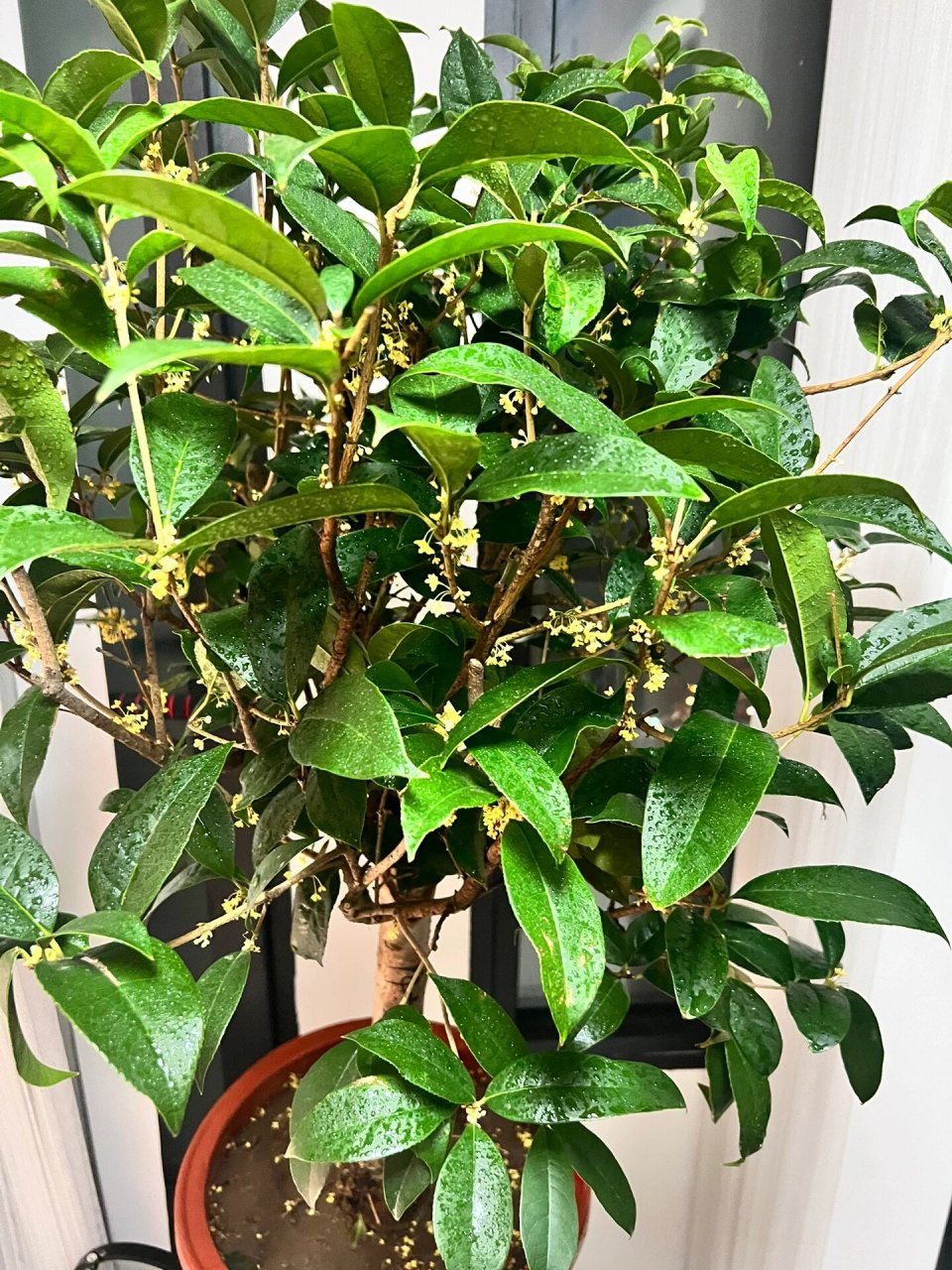 天香台阁 图1绿植市场里唯二两盆开着花的桂花,天香台阁,随然价格不