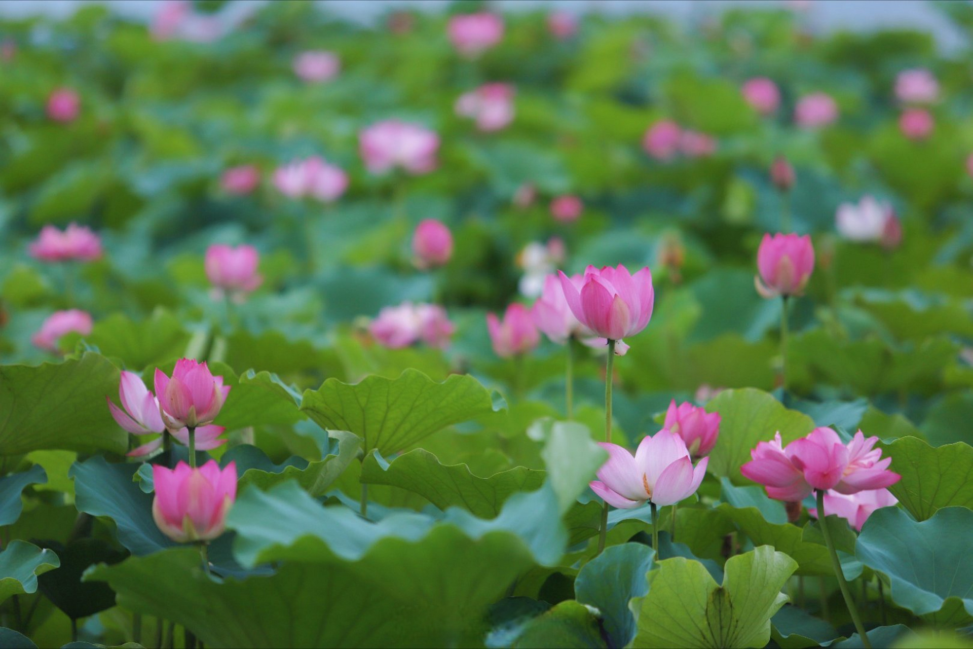 圣莲岛今年的荷花,开的太好啦,快去赏花吧#荷你相约遂宁的浪漫夏日