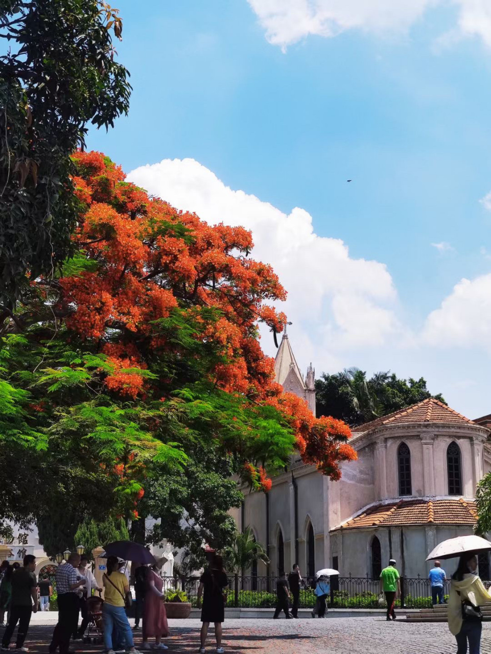 厦门街头巷尾的凤凰花花语和象征寓意 凤凰木取名于"叶如飞凰之羽,花