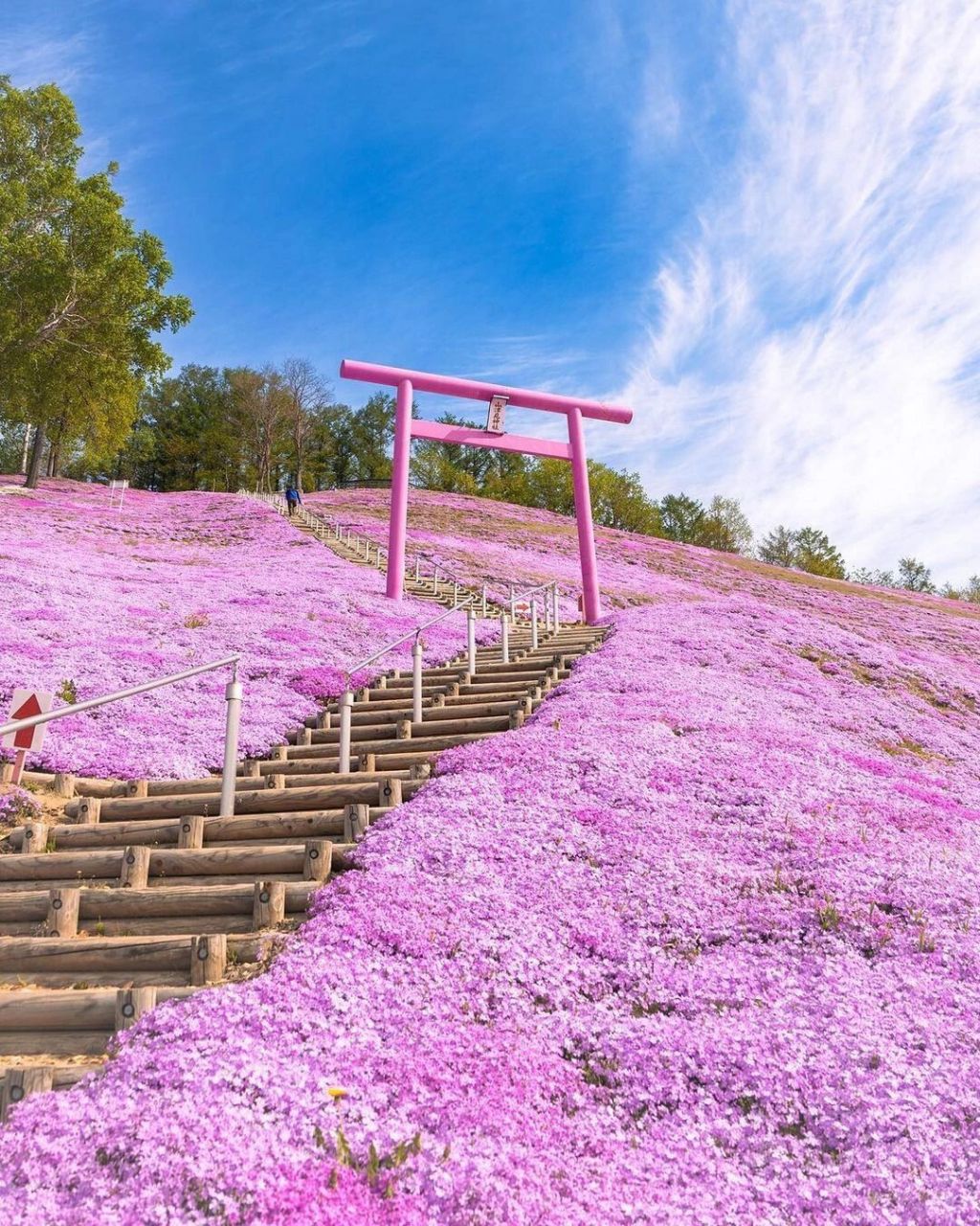 9591北海道粉色之丘93尽享春日浪漫芝樱花海 东藻琴芝樱公园