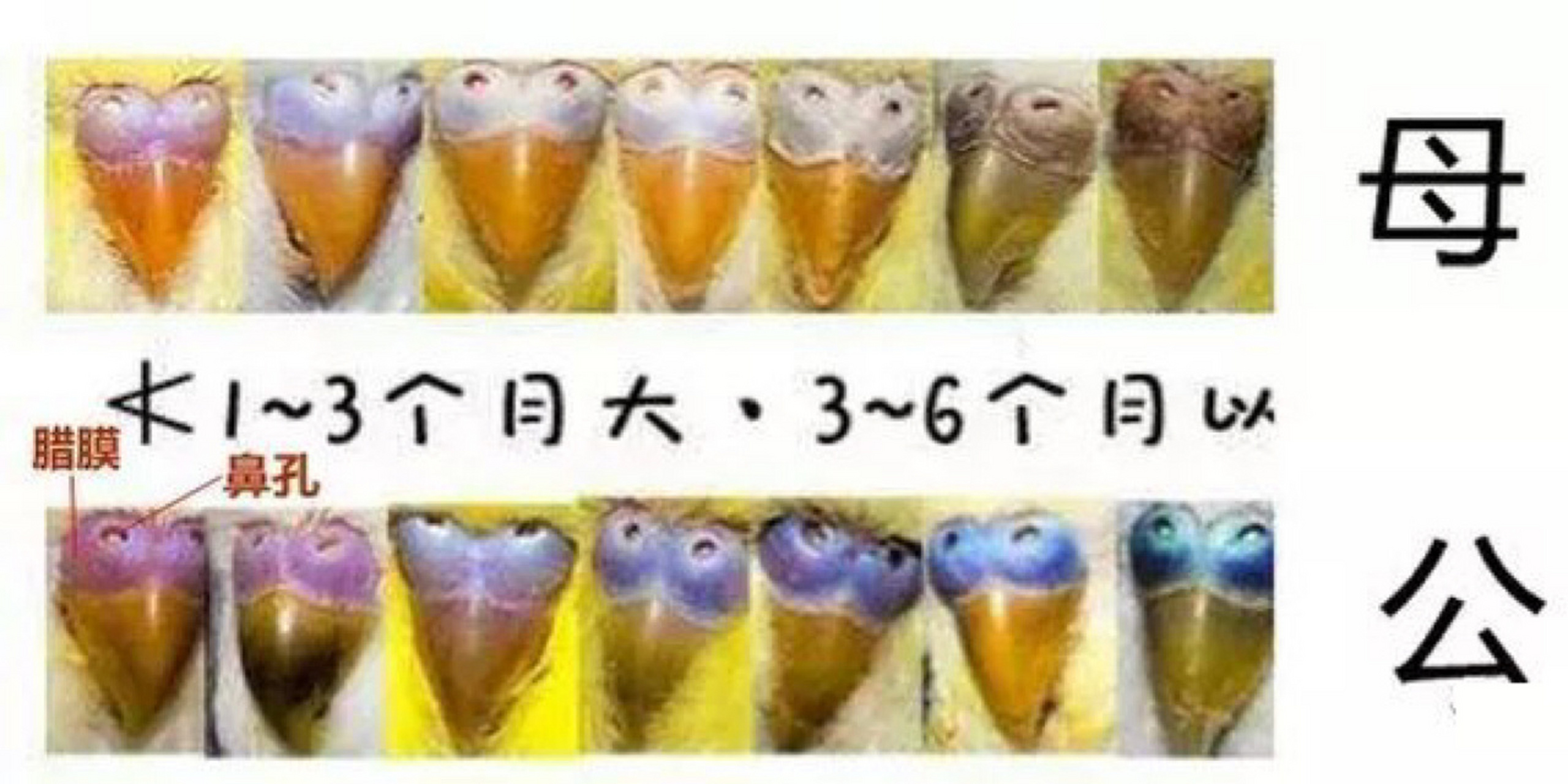 这篇介绍原始虎皮鹦鹉区分公母的办法.