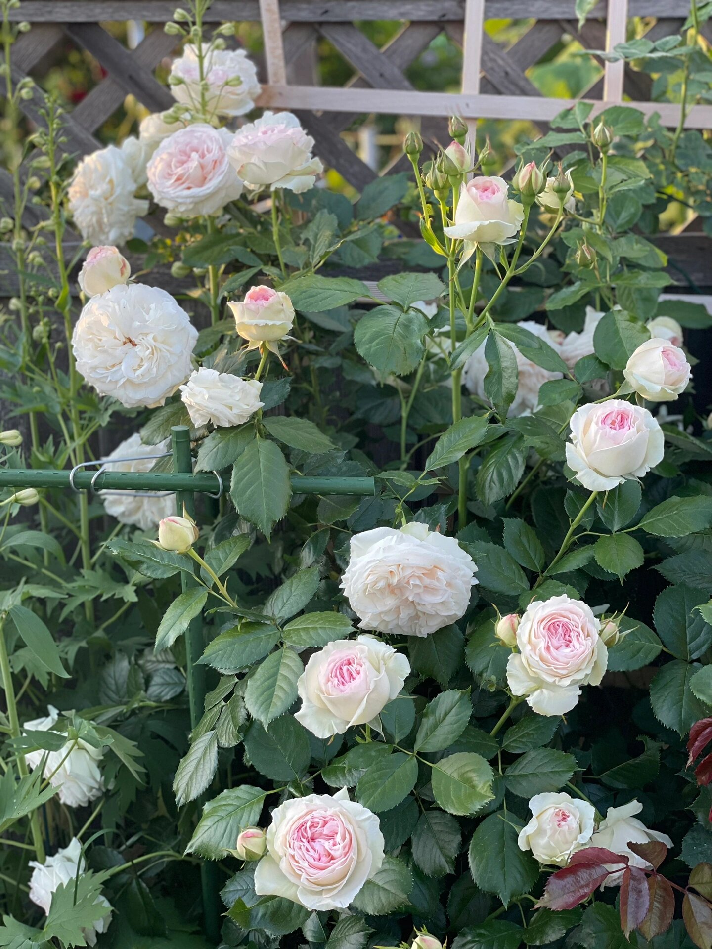 月季 no.3 白色龙沙宝石 看到这么多花苞 蛮期待的!