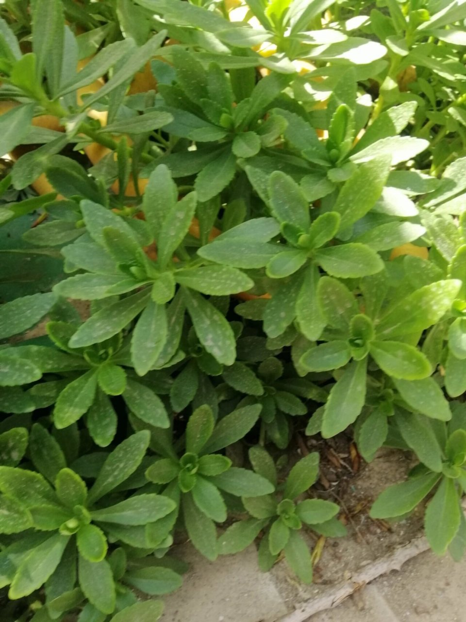 写生—三七草 生活中处处有生机