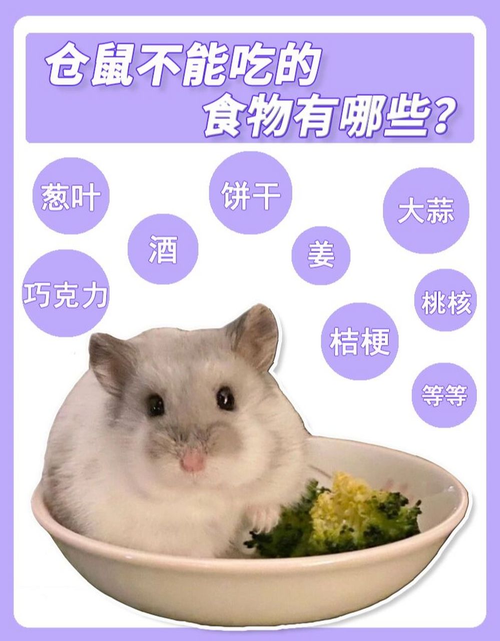 91这些食物一定不能给仓鼠吃!