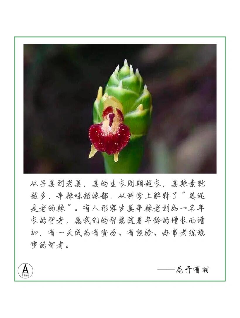花开有时|生姜花