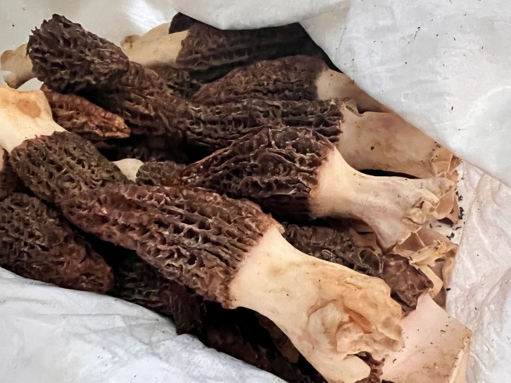 牛肚菌怎么煮才好吃