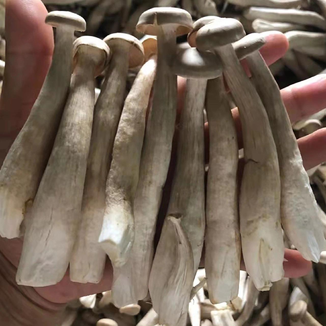 新鲜美味鹿茸菇 云南新鲜鹿茸菇!