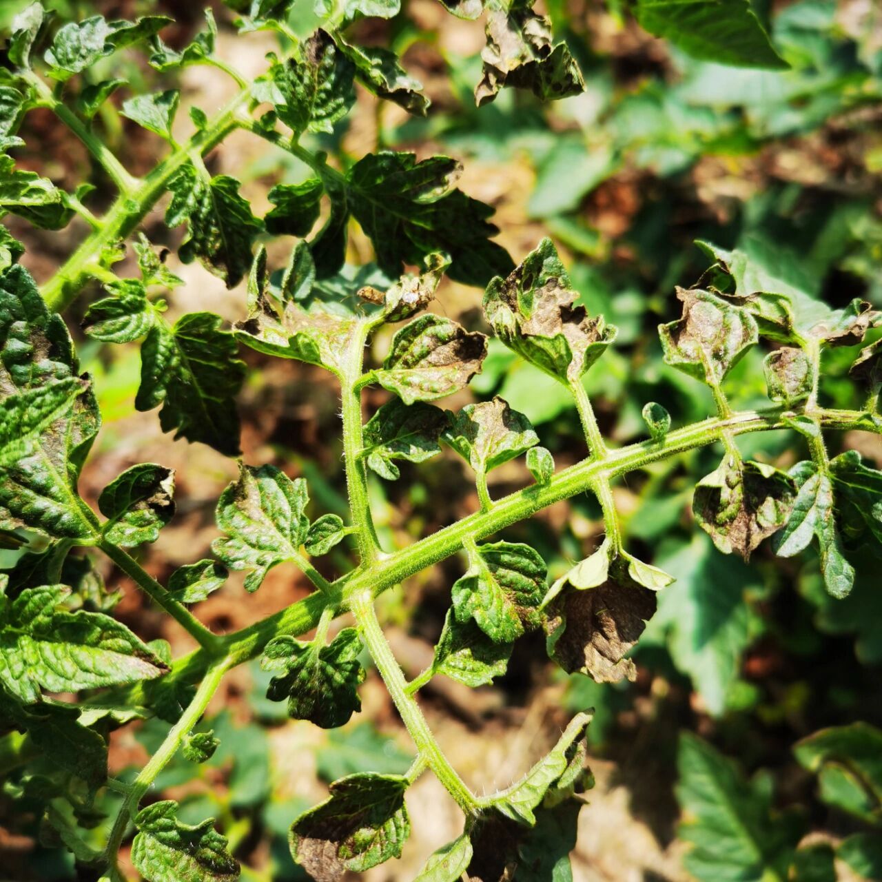 各位大神们帮忙告知一声,这种要怎么做才可以保住其余的几棵番茄苗?