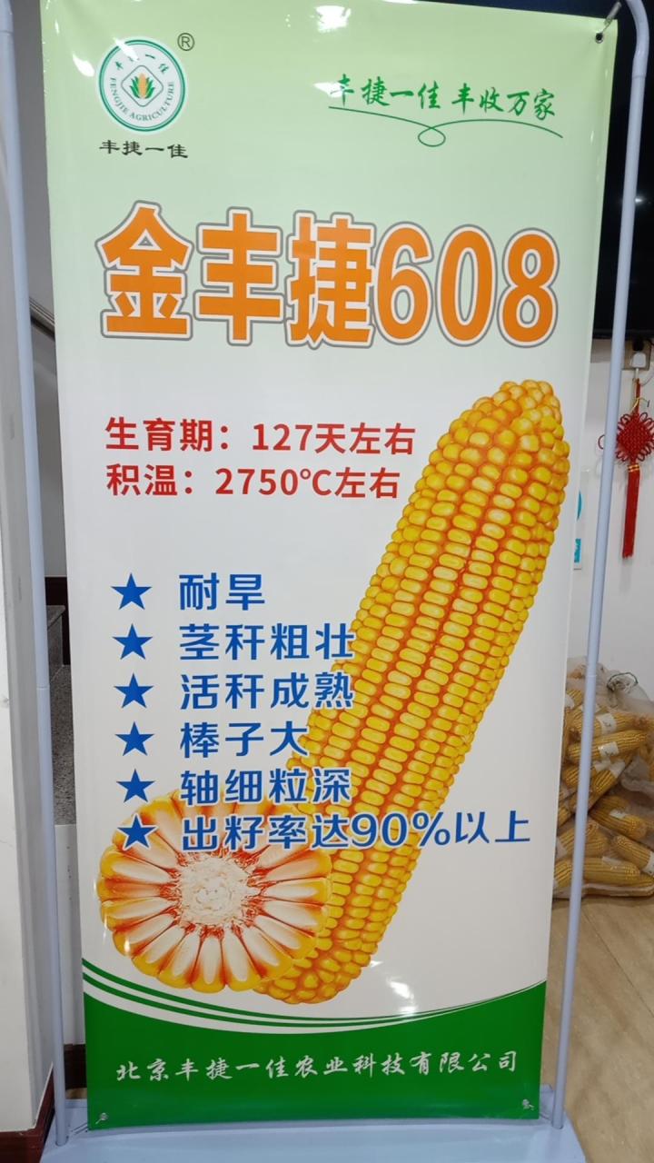 粒粒金336玉米品种简介图片