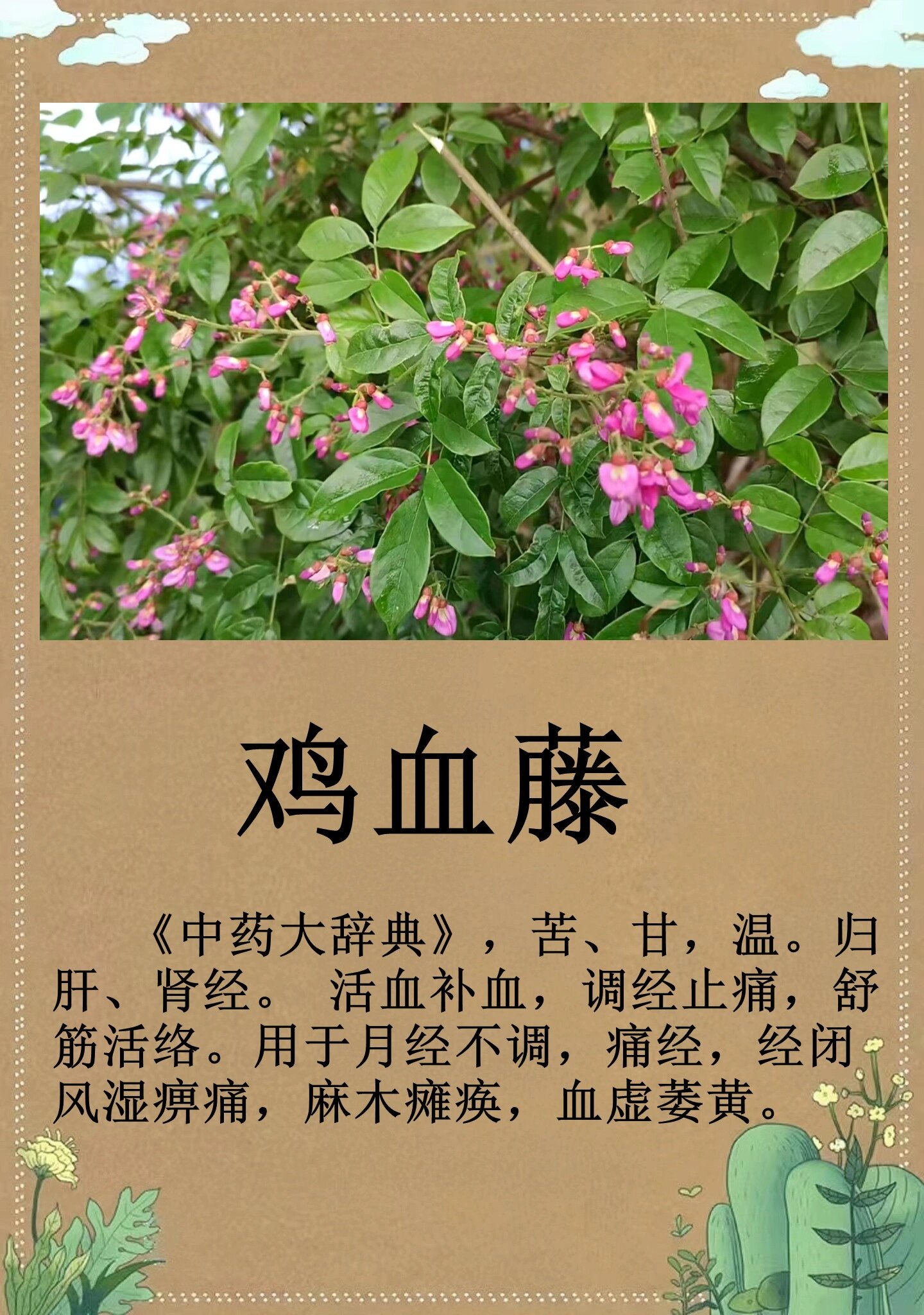 【鸡血藤】每日一更新 鸡血藤 【采收加工】秋,冬二季采收,除去枝叶