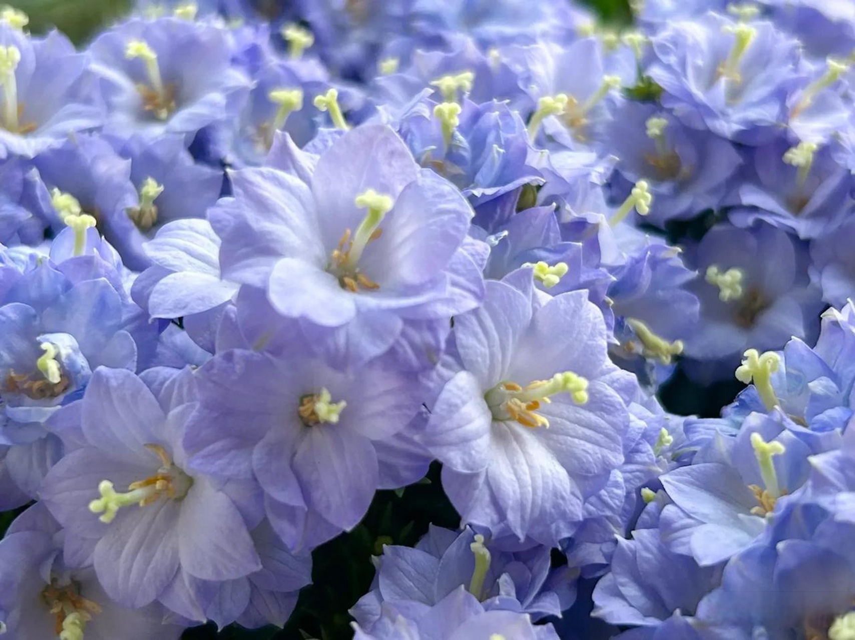 今年2月在抖音直播间买的丹麦风铃花,卖家说四季开花,真如卖家所说