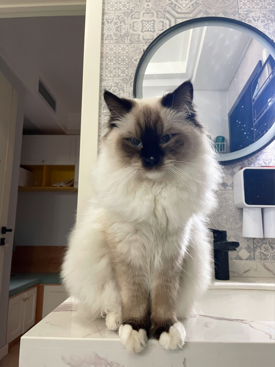 为什么别人家的布偶白手套眼镜又大又圆~ 我们家的…… 嗯,算了 小