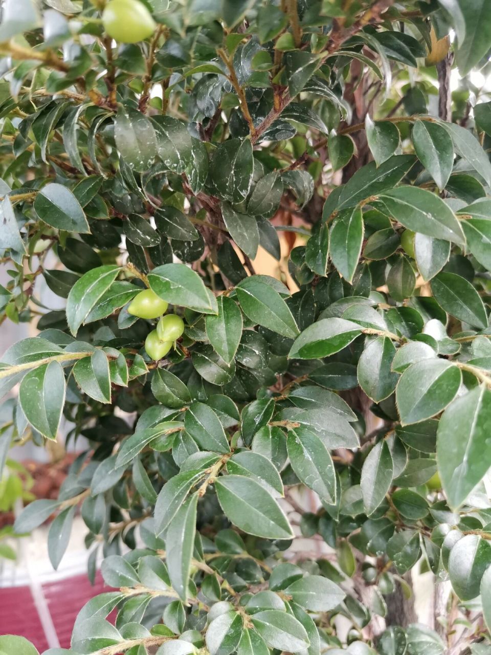 我的小叶紫檀结果了