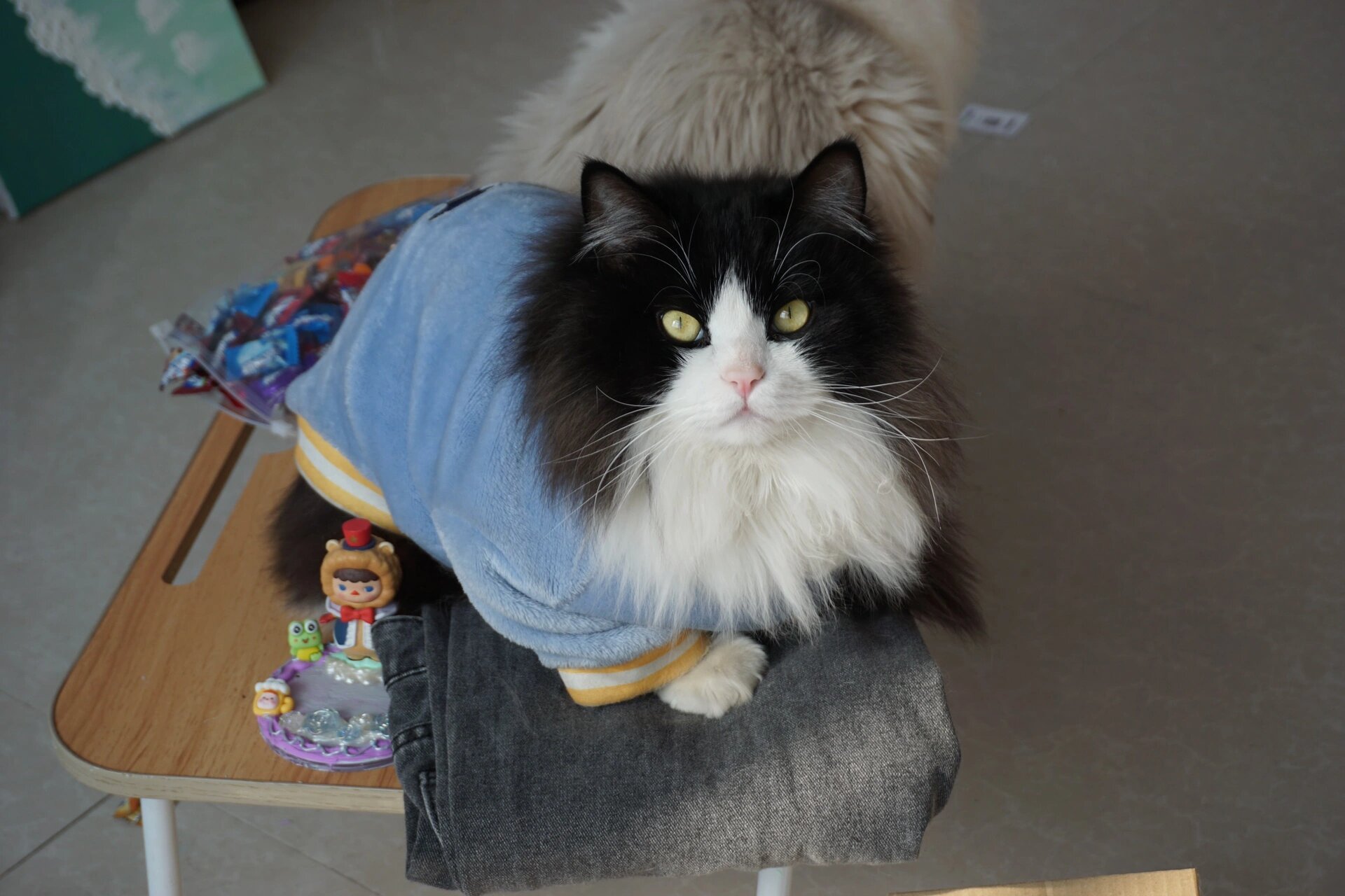 两岁奶牛猫|蓝白布偶串 好久没分享我的团团咯 互相陪伴两年了 养猫真