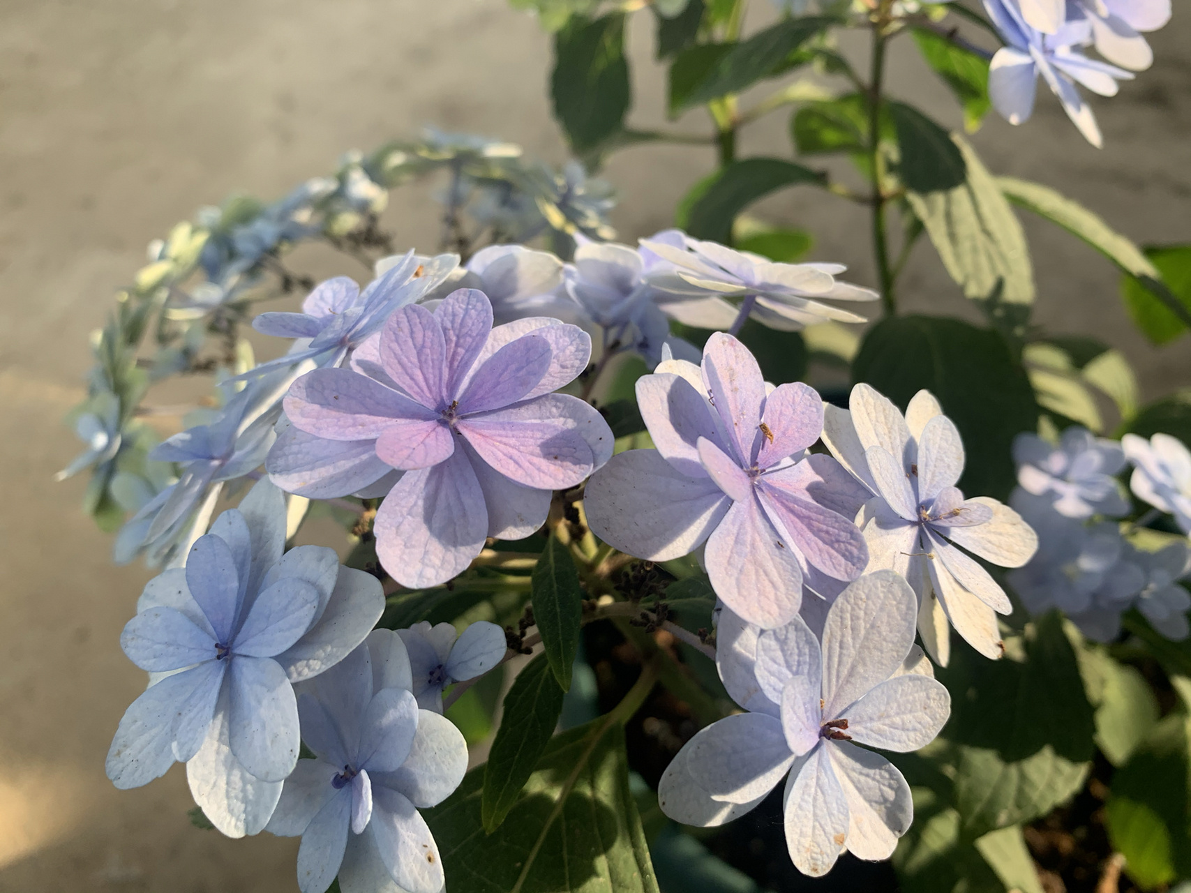 的绣球 今日份的小仙女0269♀15—佳澄 一款新老枝都开花的品种