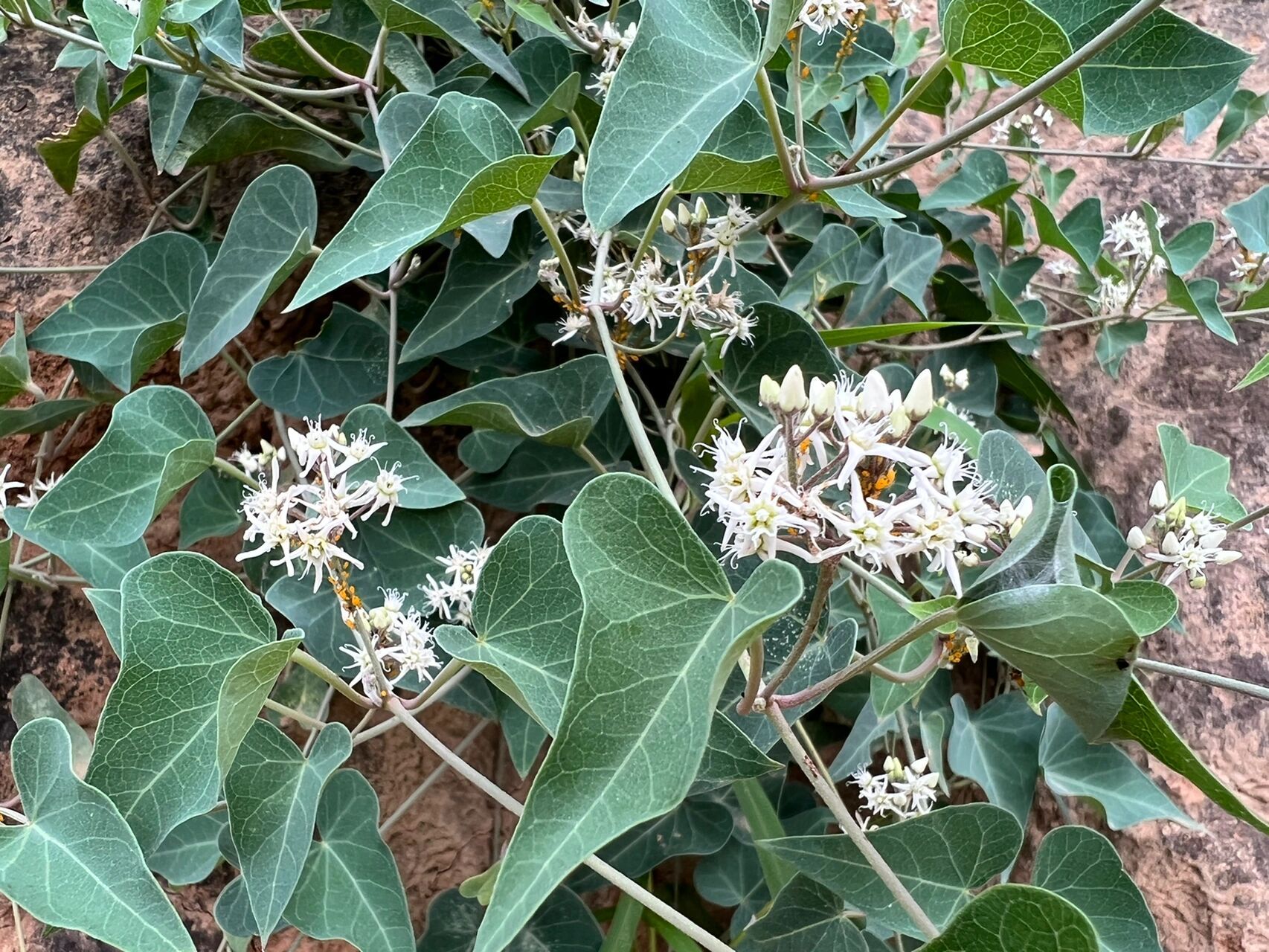 鹅绒藤～也是萝藦科的,汁液及根能入药 鹅绒藤,也是萝藦科的,汁液及根