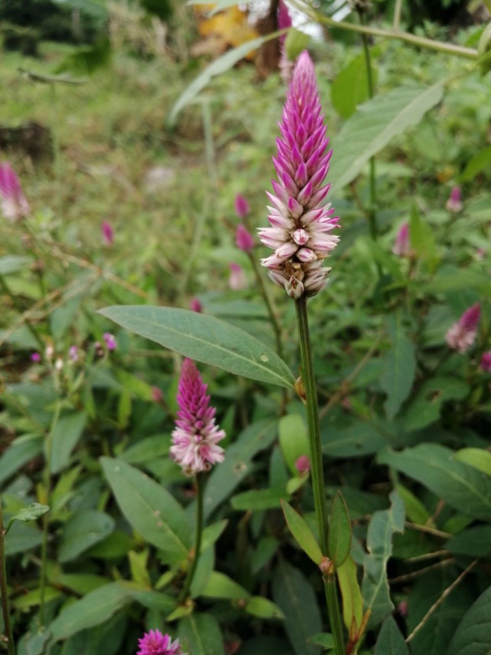 别名草蒿,萋蒿,昆仑草,百日红,鸡冠苋,河南别名鸡冠子菜,是苋科青葙